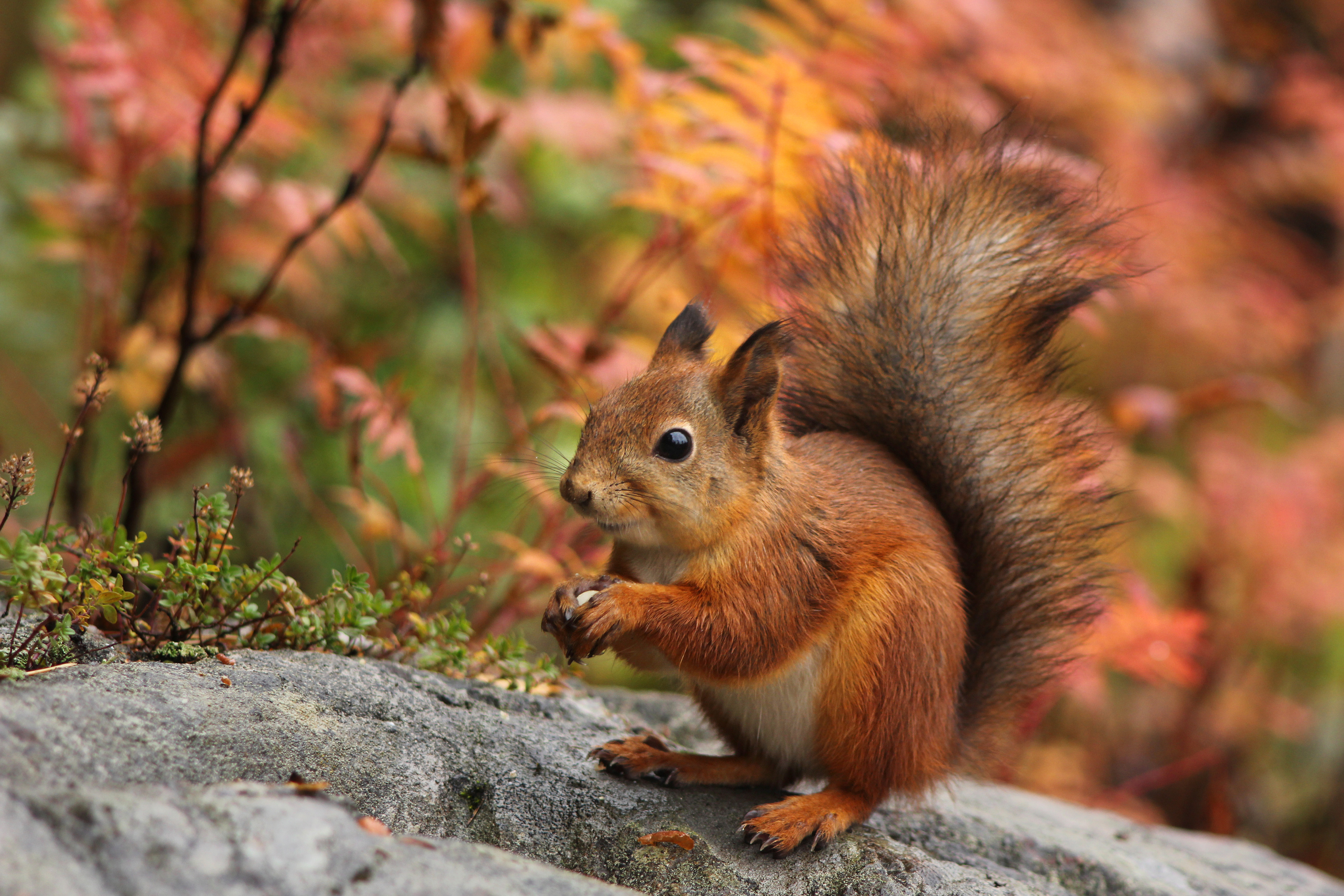 Обои природа, осень, ушки, белка, хвост, белочка, nature, autumn, ears, protein, tail, squirrel разрешение 3500x2334 Загрузить