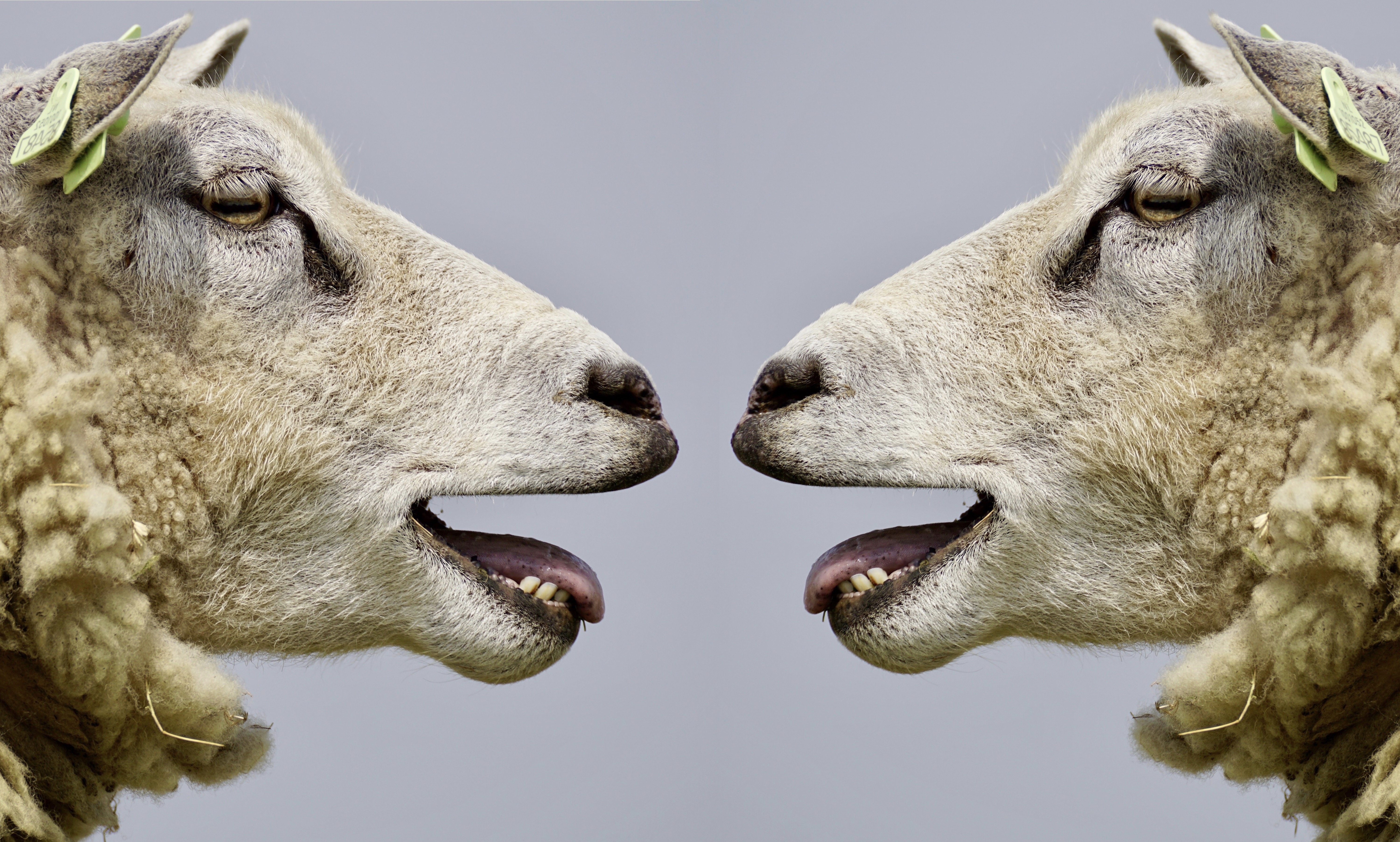 Обои профиль, овцы, голова, бараны, profile, sheep, head разрешение 6000x3607 Загрузить