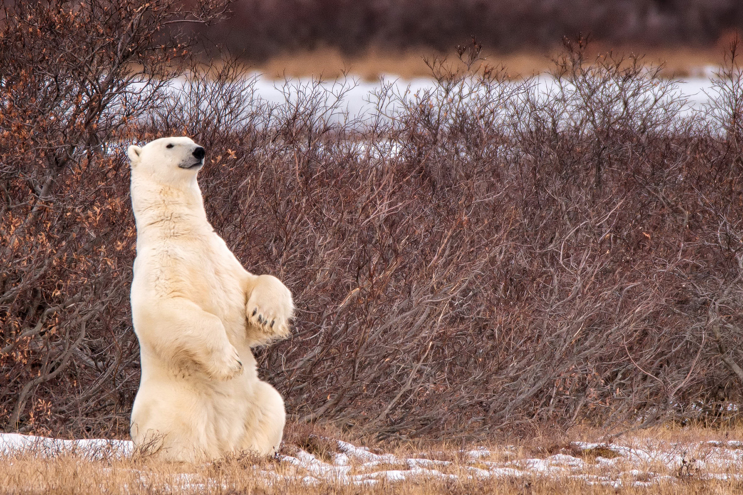 Обои снег, природа, лапы, полярный медведь, медведь, белый медведь, snow, nature, paws, polar bear, bear разрешение 2400x1600 Загрузить