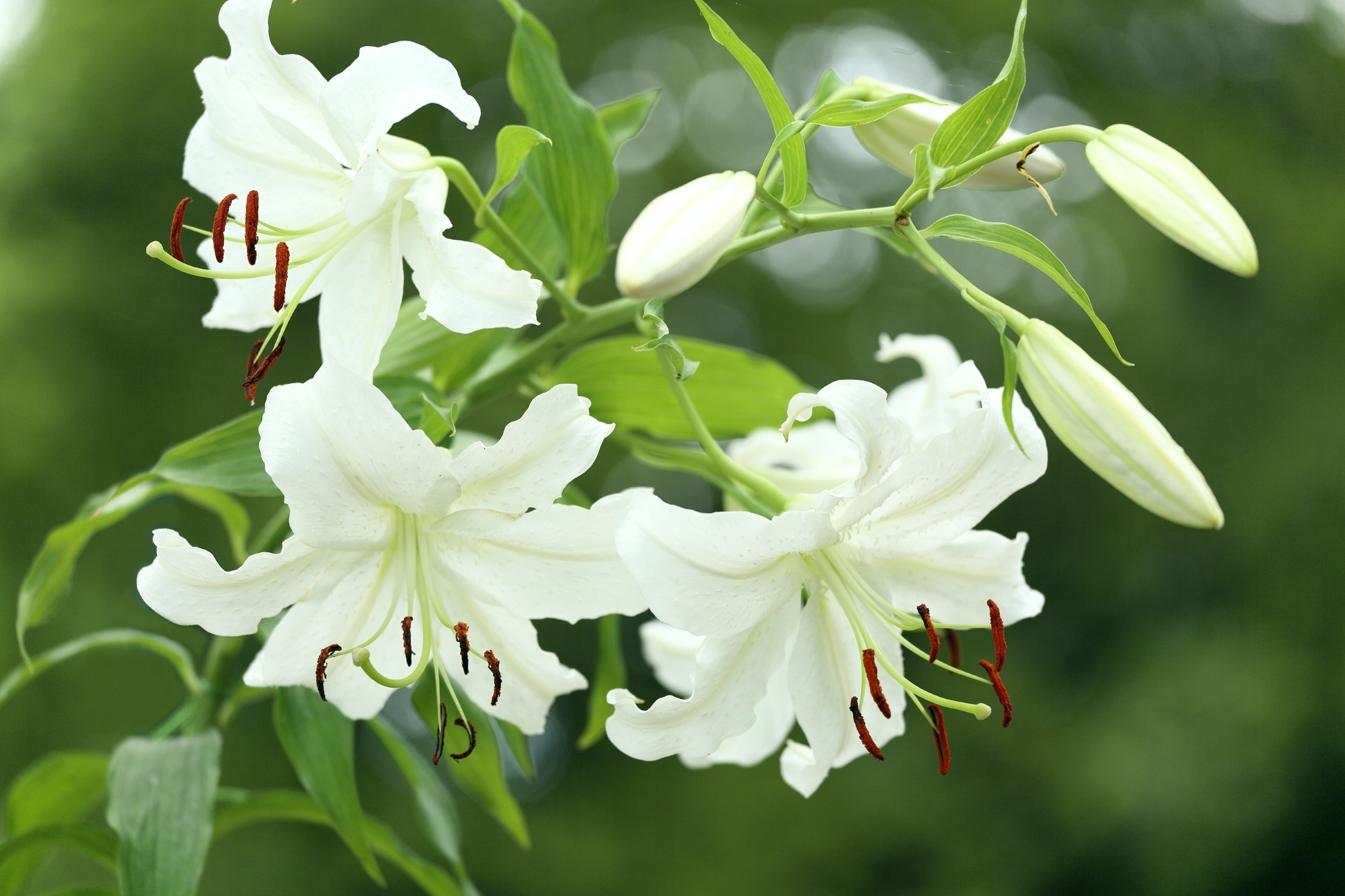 Обои цветы, ветка, бутоны, лепестки, лилия, стебель, боке, flowers, branch, buds, petals, lily, stem, bokeh разрешение 2400x1600 Загрузить