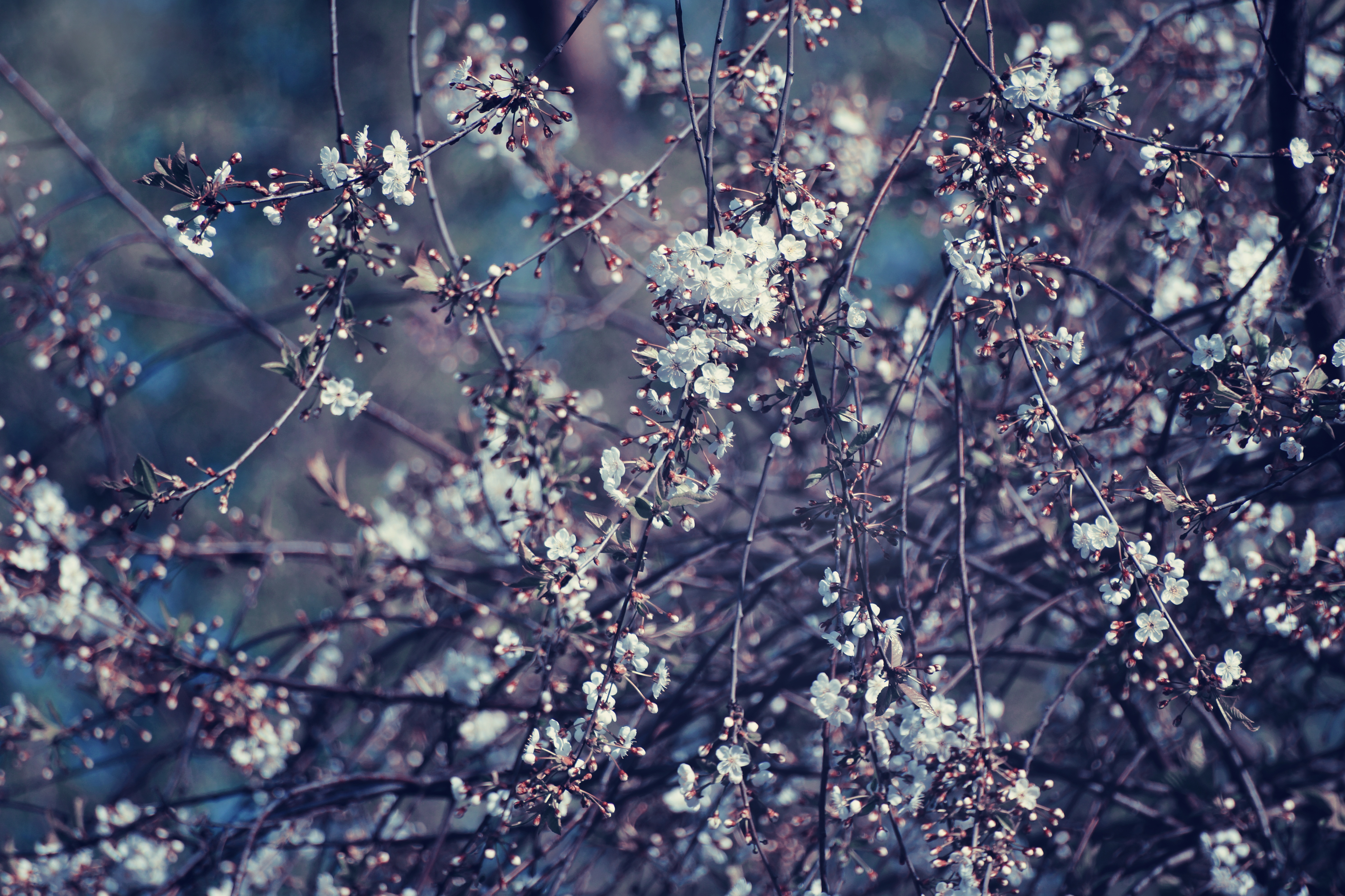 Обои дерево, цветение, ветки, весна, вишня, tree, flowering, branches, spring, cherry разрешение 6000x4000 Загрузить