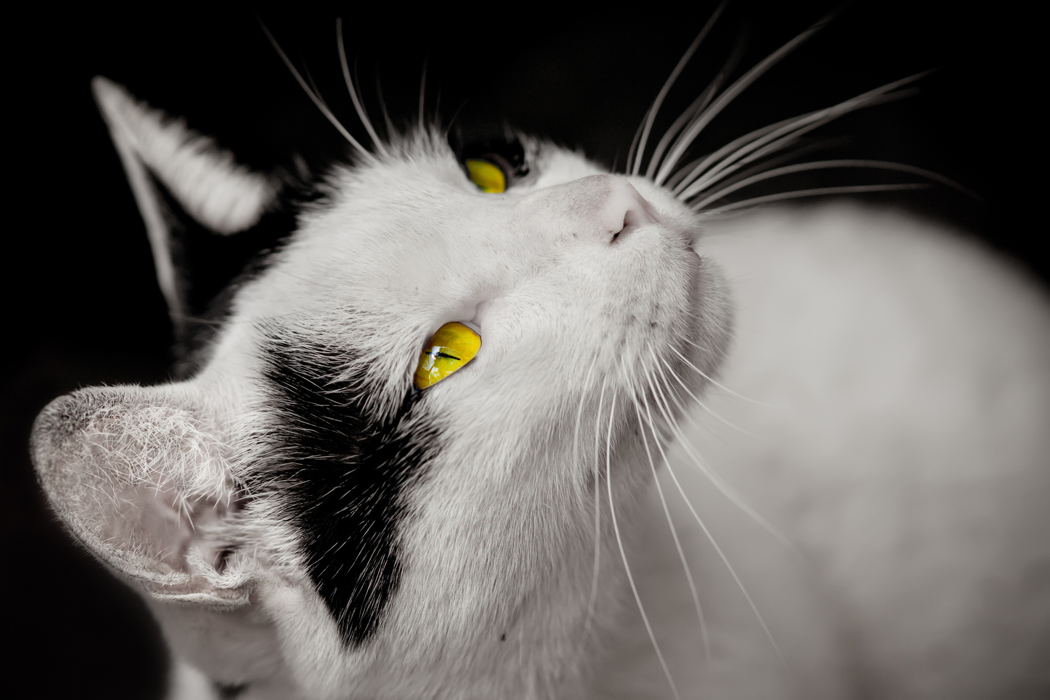 Вопли котов. Чёрно-белая кошка. Кошка белая. Черно белый кот. Красивая морда кошки.