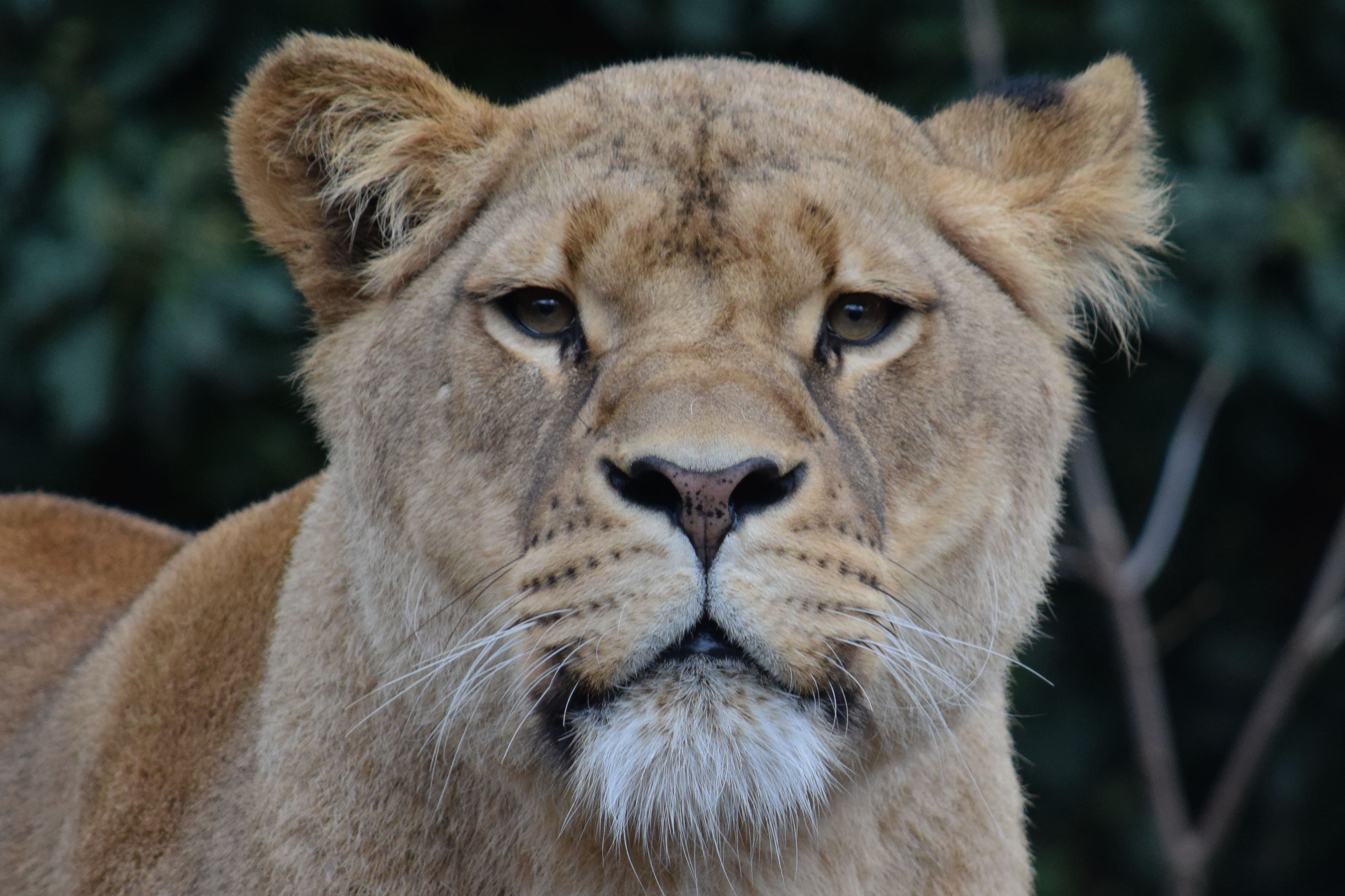 Обои морда, взгляд, хищник, лев, львица, дикая кошка, face, look, predator, leo, lioness, wild cat разрешение 3915x2610 Загрузить