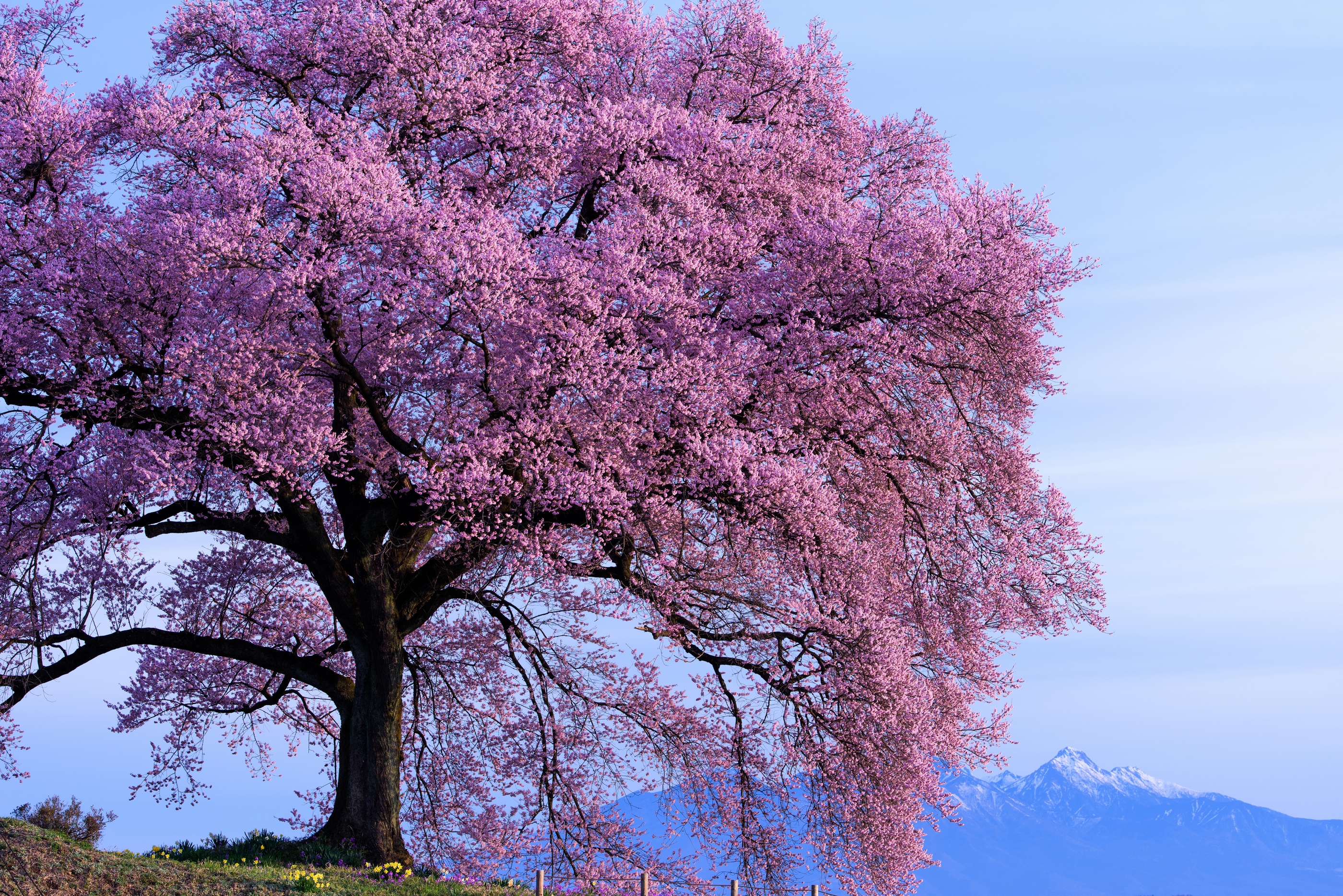 Spring tree. Сакура дарахт. Цветущая Сакура дерево. Весеннее дерево. Розовое дерево.