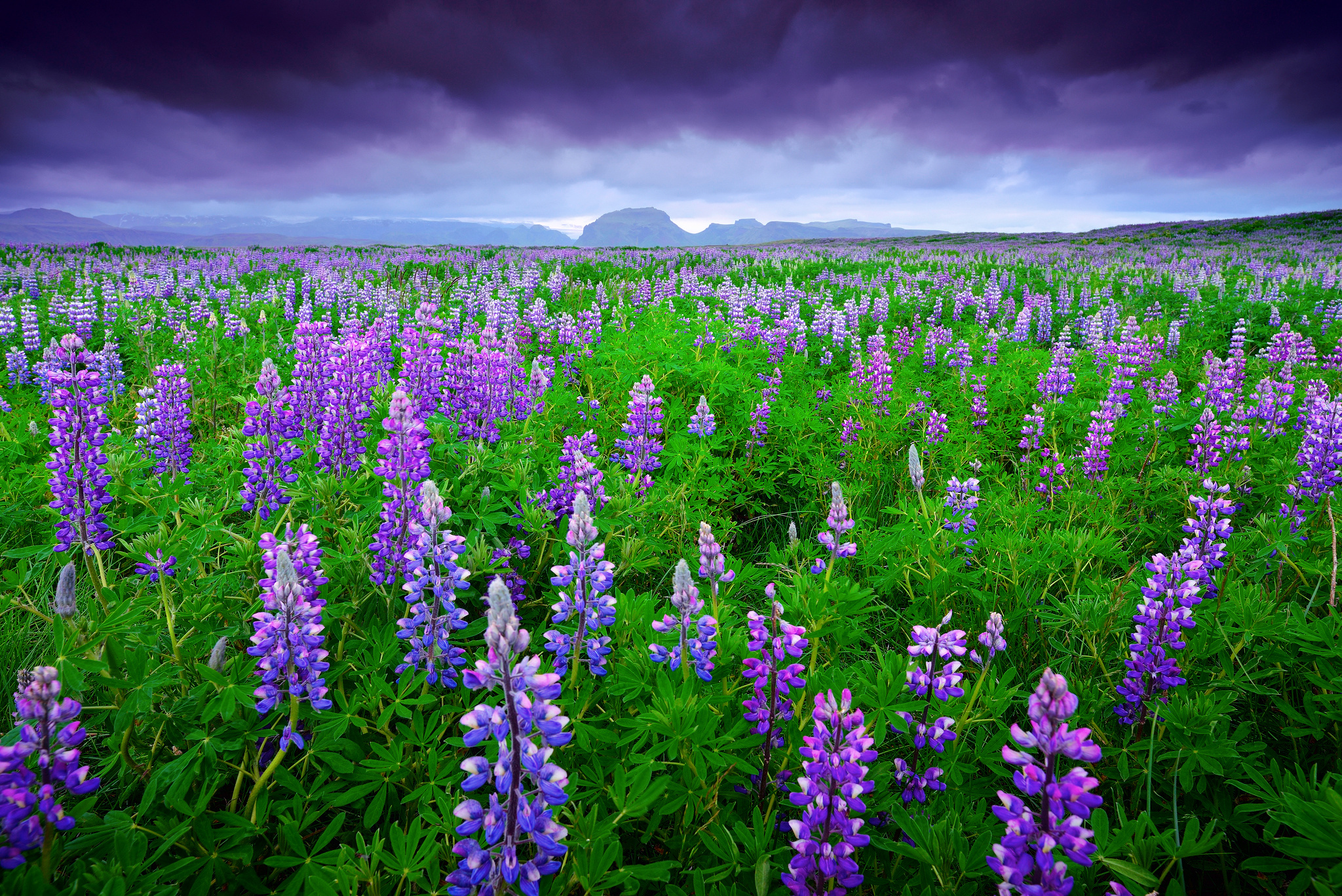 Обои небо, цветы, горы, тучи, поле, лето, исландия, люпины, the sky, flowers, mountains, clouds, field, summer, iceland, lupins разрешение 2048x1367 Загрузить