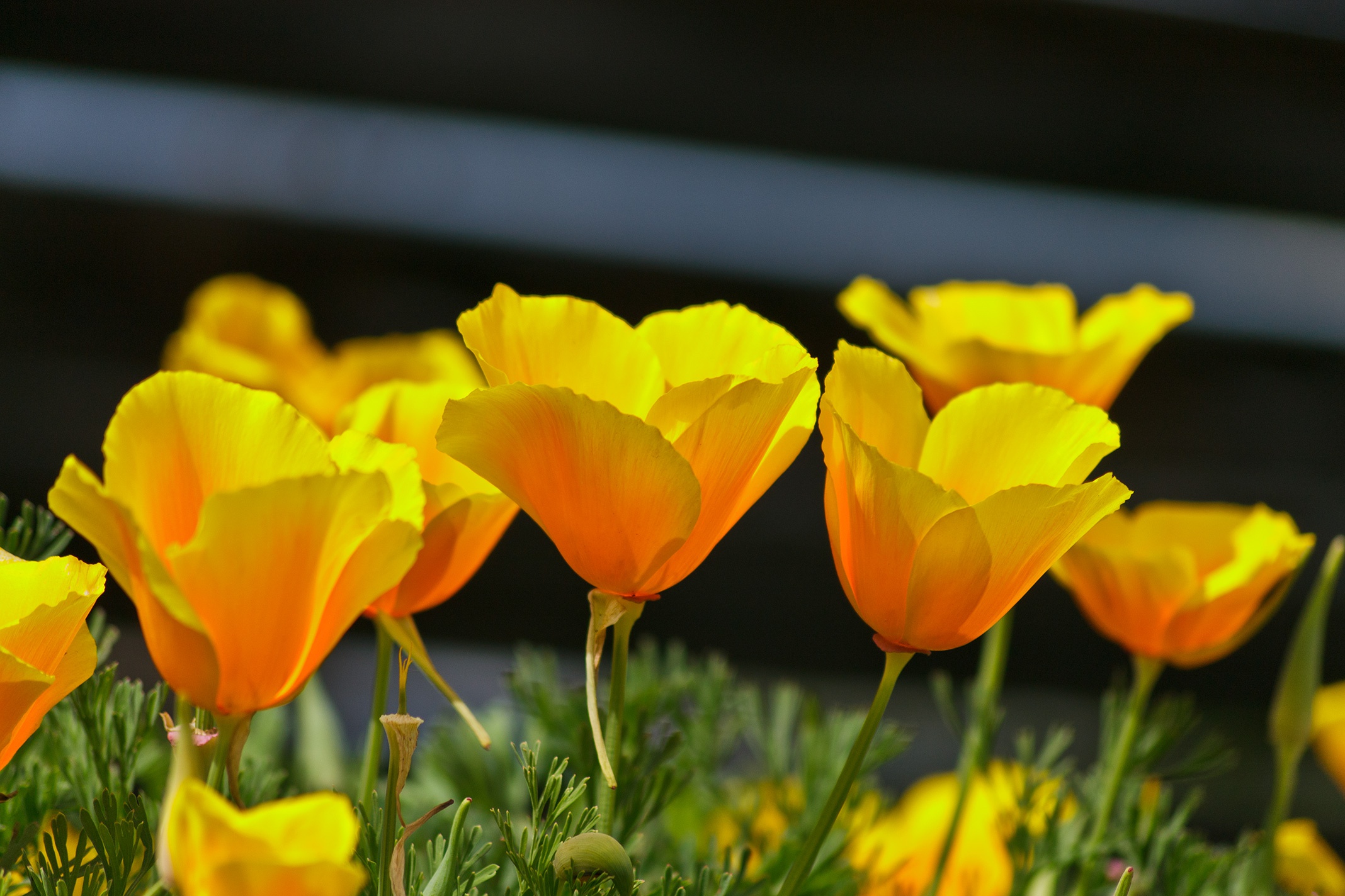 Обои цветы, лепестки, весна, эшшольция, калифорнийский мак, flowers, petals, spring, escholzia, california poppy разрешение 2136x1424 Загрузить