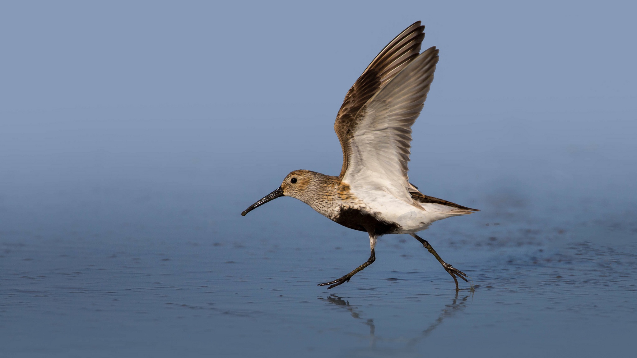 Обои вода, крылья, птица, клюв, чернозобик, water, wings, bird, beak, dunlin разрешение 2048x1152 Загрузить