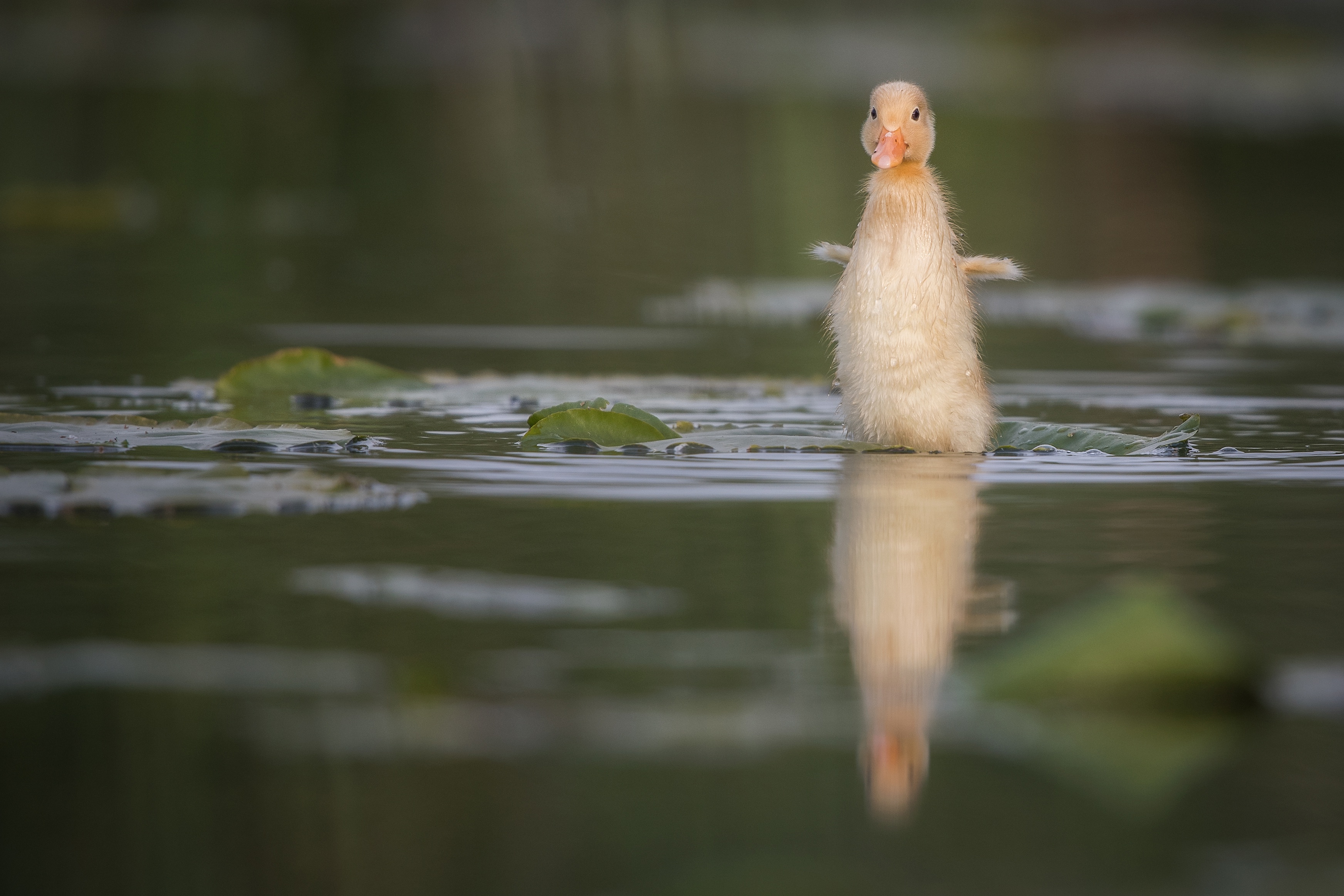 Обои вода, птенец, отражение, птица, малыш, утка, утенок, water, chick, reflection, bird, baby, duck разрешение 3489x2326 Загрузить