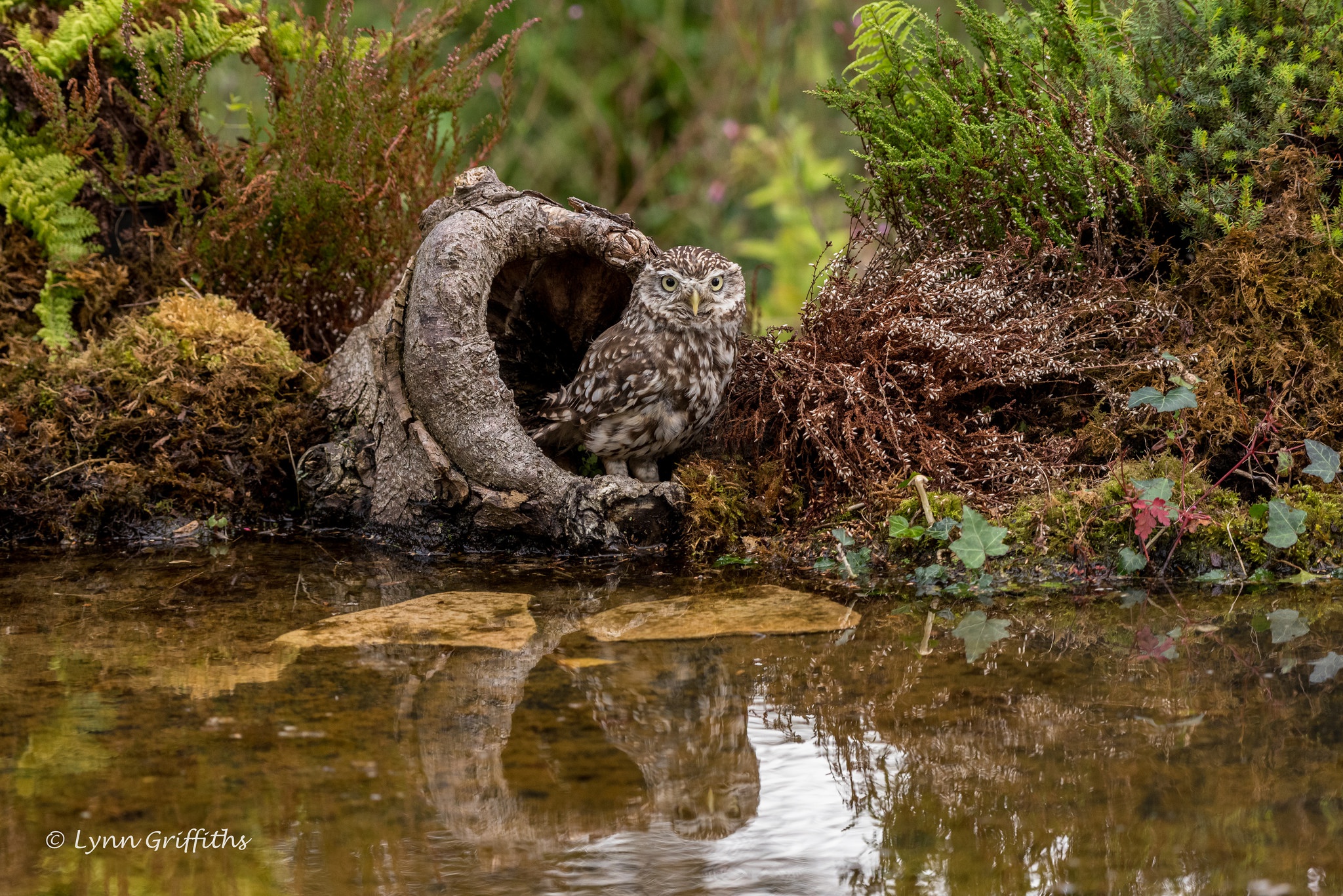 Обои вода, сова, растения, птица, мох, пень, домовый сыч, lynn griffiths, water, owl, plants, bird, moss, stump, the little owl разрешение 2048x1367 Загрузить