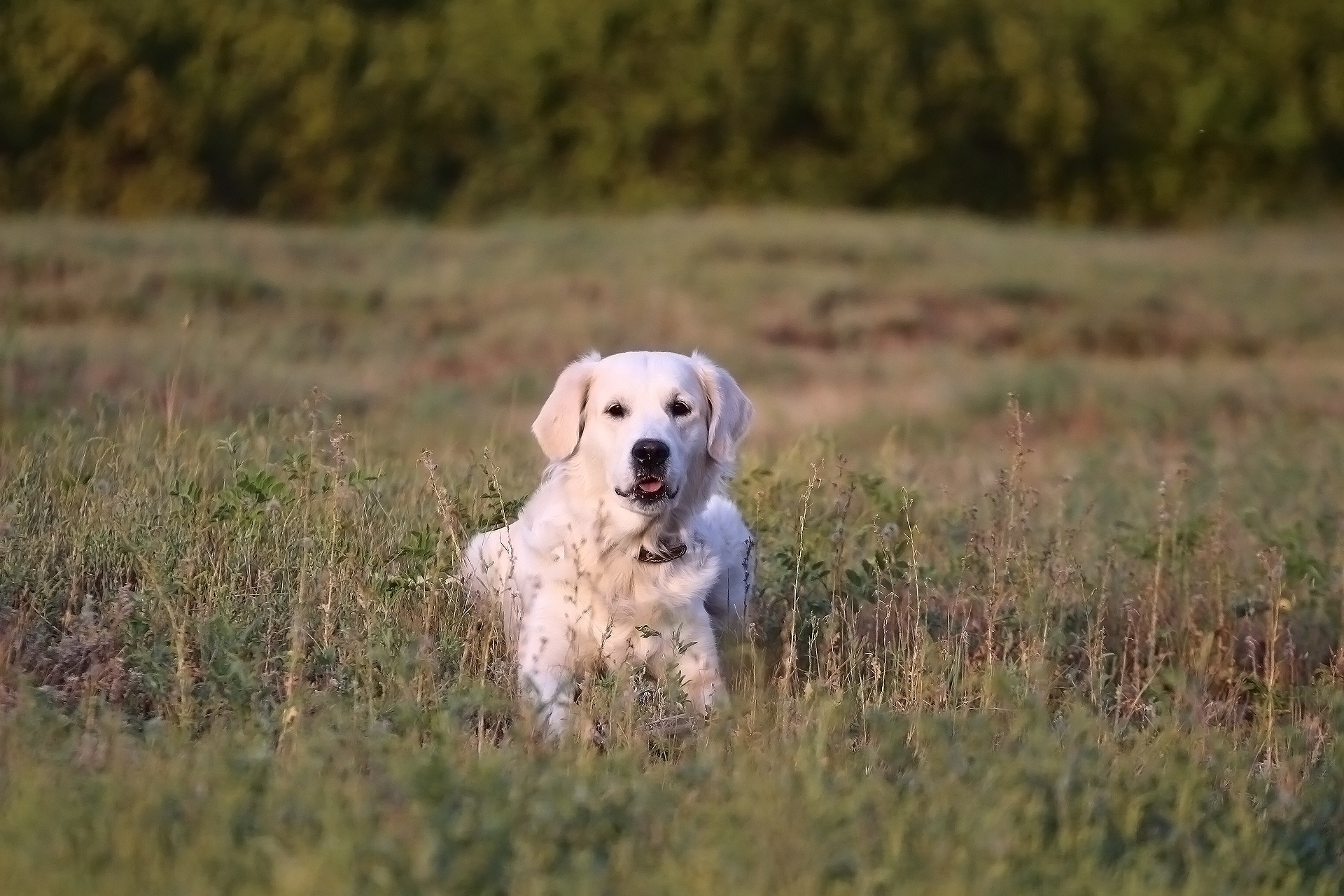 Обои трава, мордочка, взгляд, собака, золотистый ретривер, grass, muzzle, look, dog, golden retriever разрешение 1920x1280 Загрузить