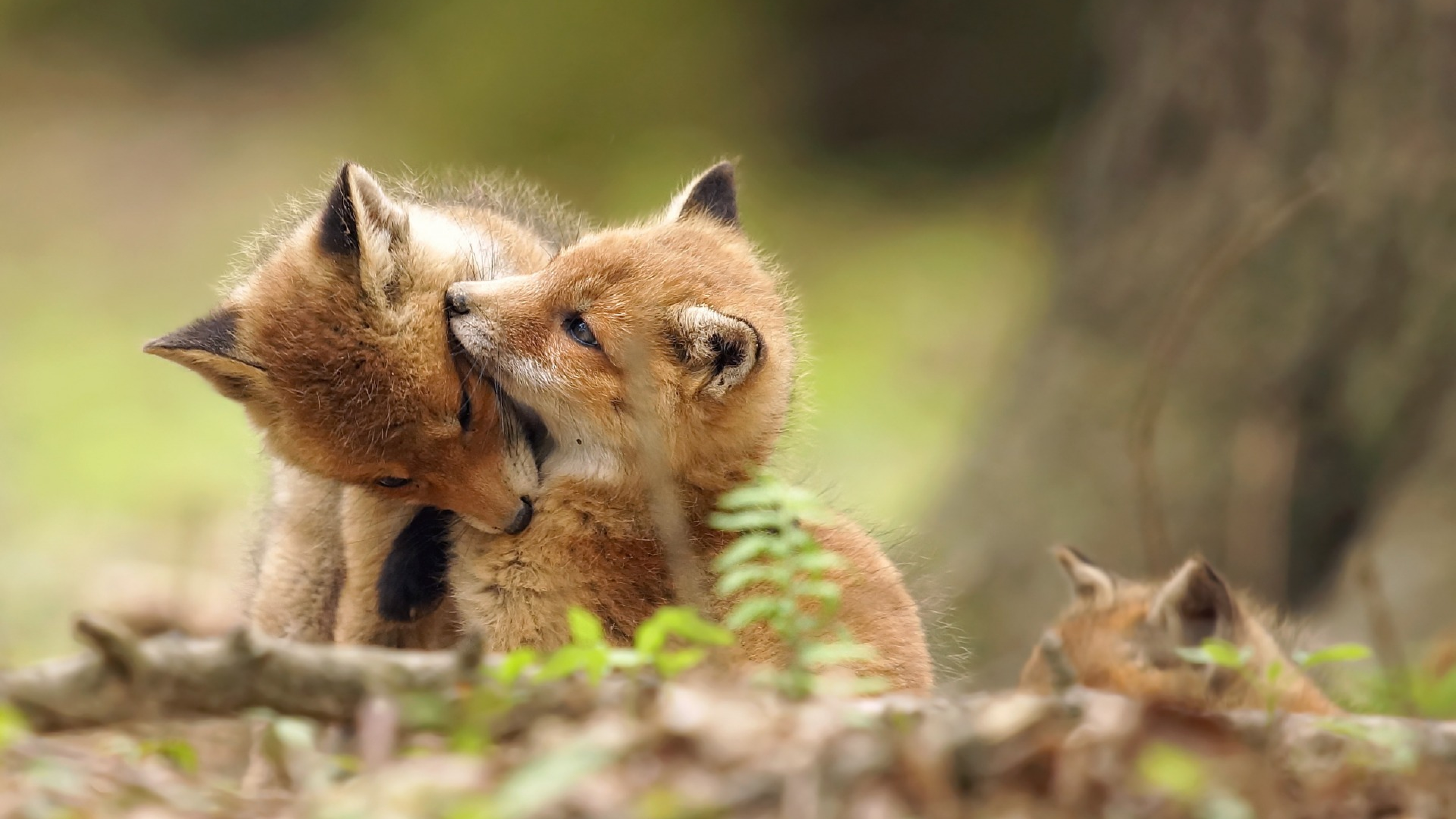 The fox and two babies. Природа и животные. Милые животных. Милые животные на природе. Милые лисята.