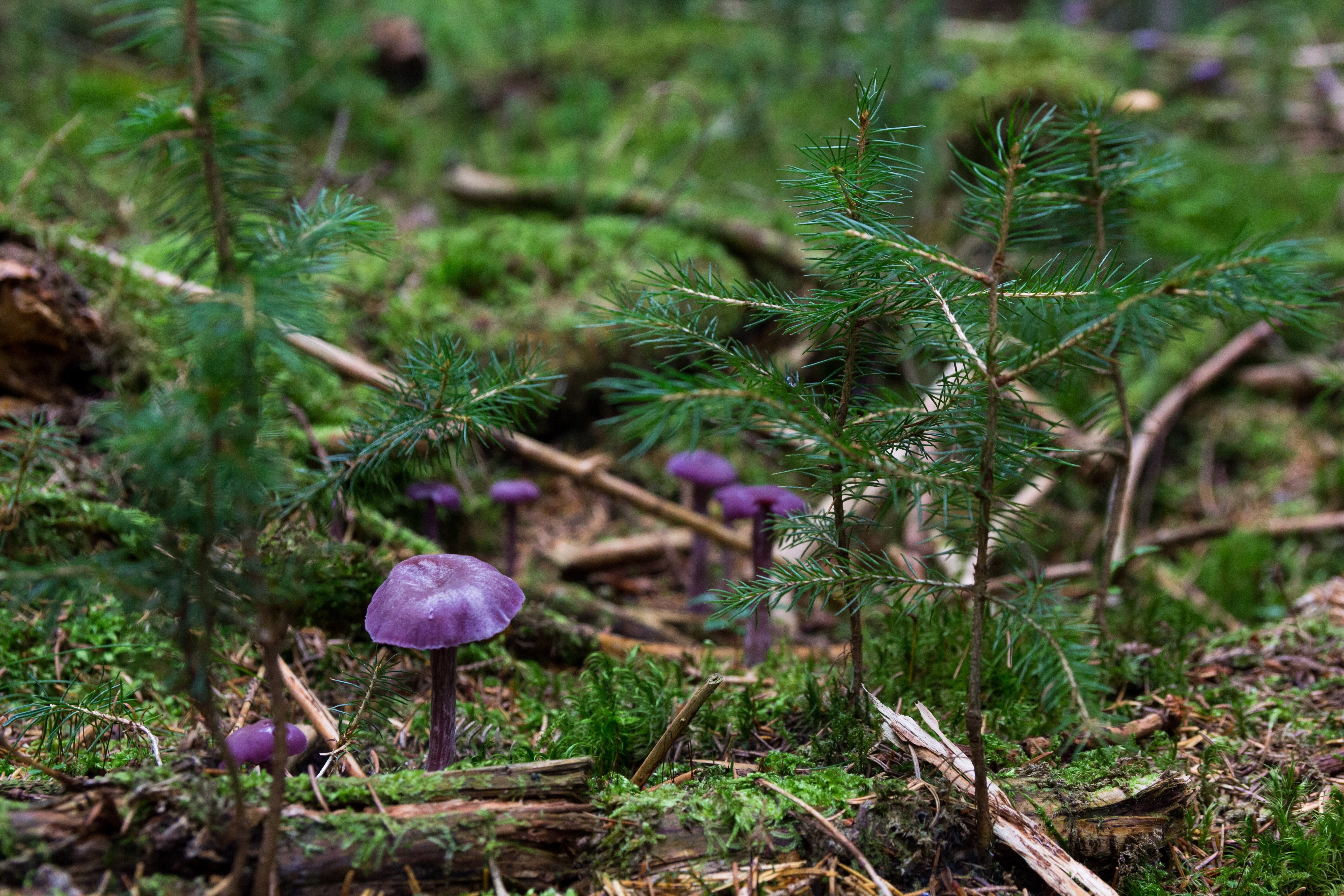 Гриб хвойная. Байкальский заповедник грибы. Грибы в хвойном лесу. Лесные растения. Лесная растительность.