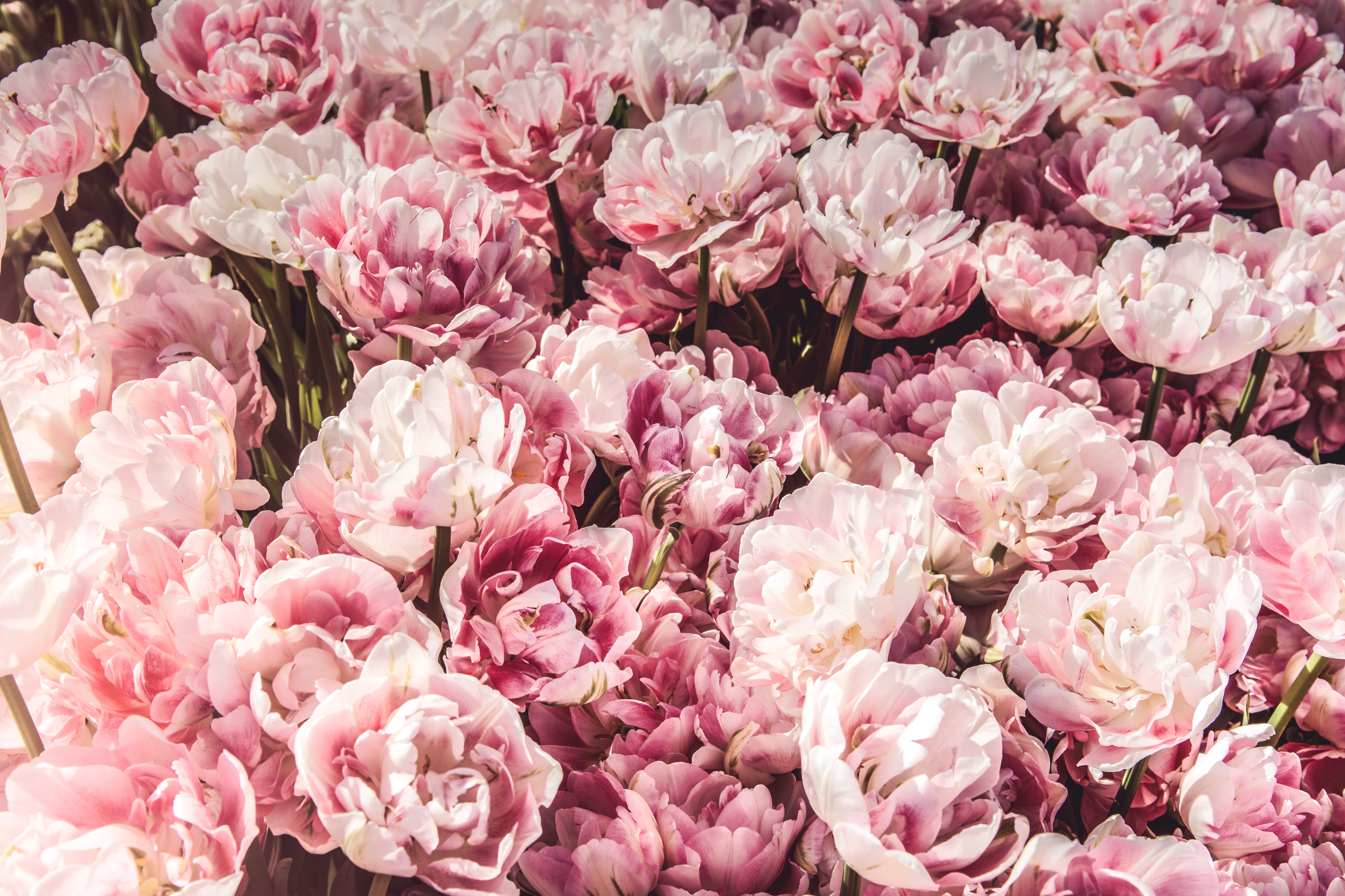 Обои цветы, бутоны, розовые, много, flowers, buds, pink, a lot разрешение 5853x3902 Загрузить