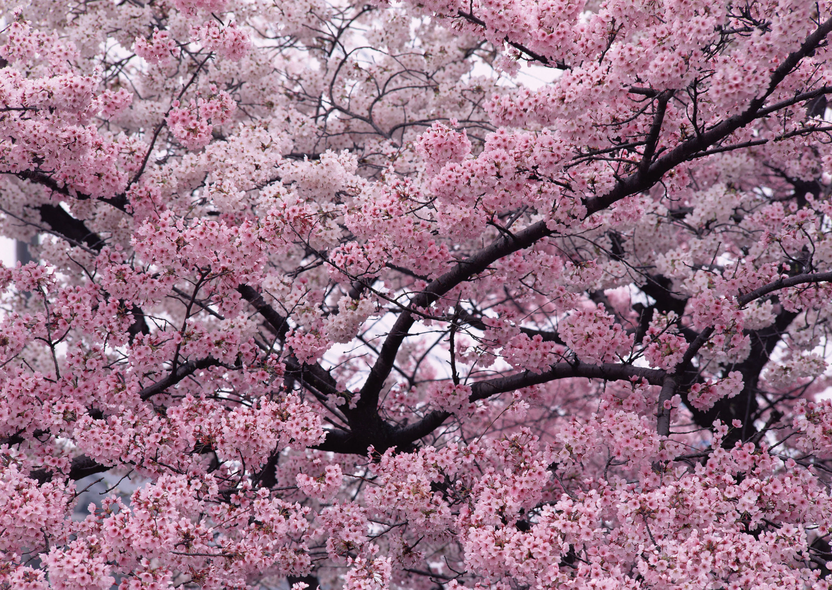 Обои природа, дерево, ветки, весна, вишня, сакура, nature, tree, branches, spring, cherry, sakura разрешение 2680x1900 Загрузить