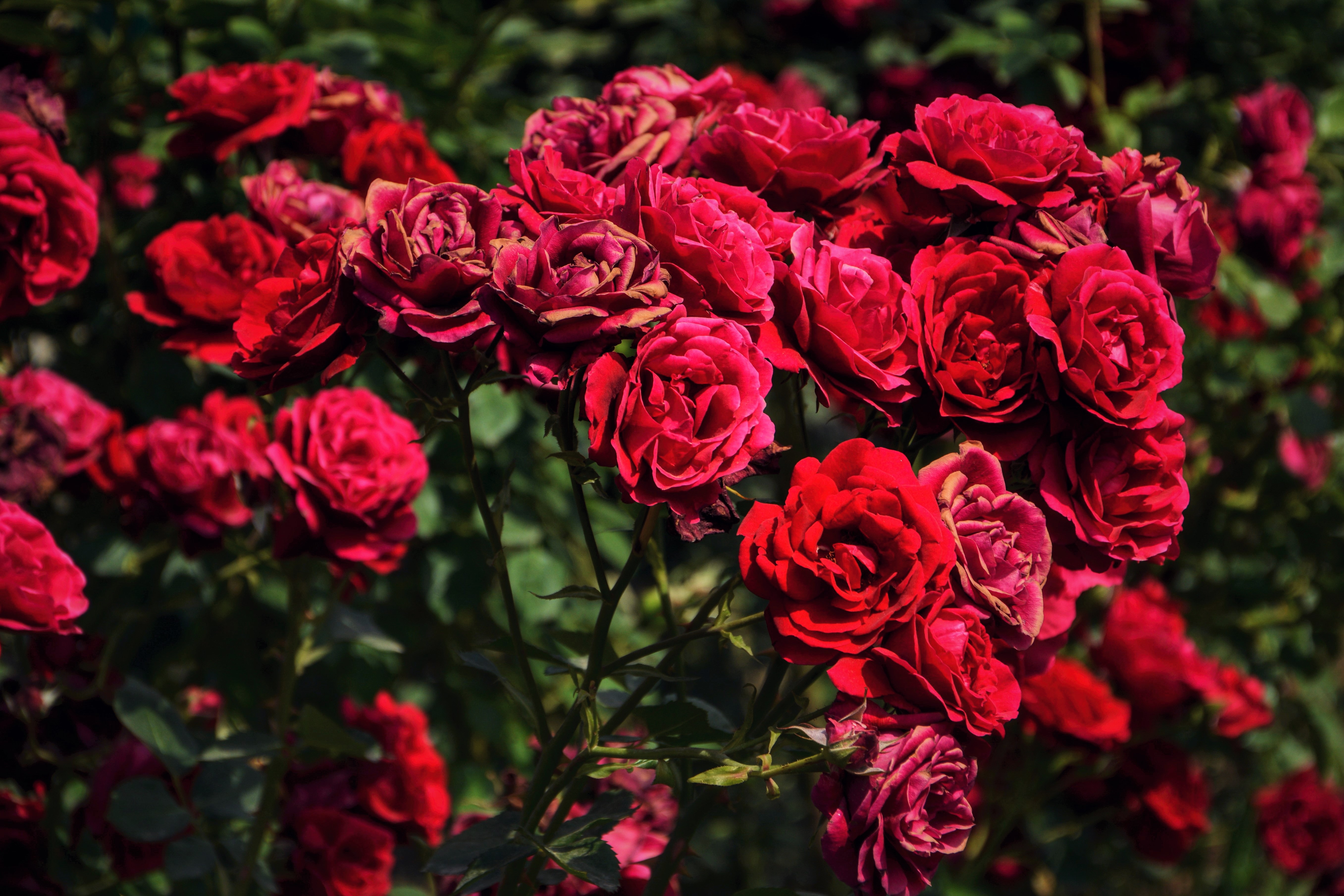 Розы красивые кусты роз. Роуз Гарден плетистая. Саженцы роз сорт Роуз Гарден.