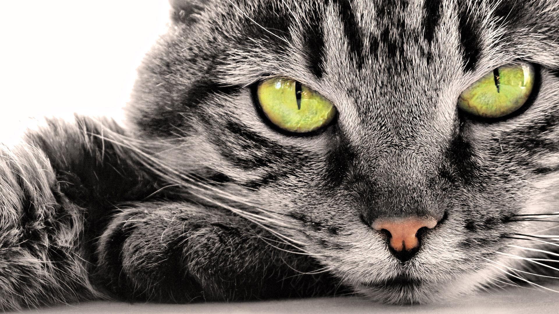 Обои глаза, кот, мордочка, усы, кошка, том поепа, eyes, cat, muzzle, mustache разрешение 1920x1080 Загрузить