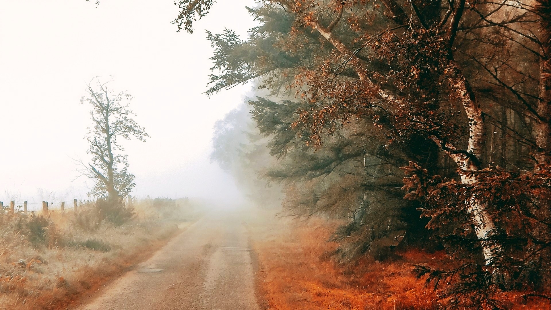 Обои дорога, деревья, туман, поле, road, trees, fog, field разрешение 1920x1080 Загрузить