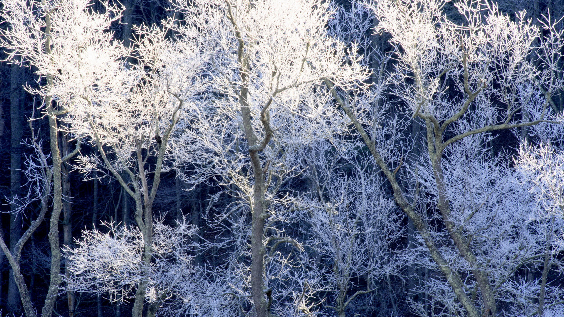 Обои деревья, снег, природа, зима, ветки, иней, trees, snow, nature, winter, branches, frost разрешение 1920x1080 Загрузить