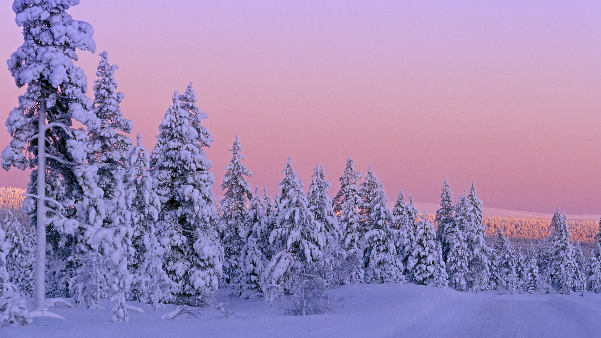 Обои деревья, снег, природа, зима, trees, snow, nature, winter разрешение 1920x1080 Загрузить