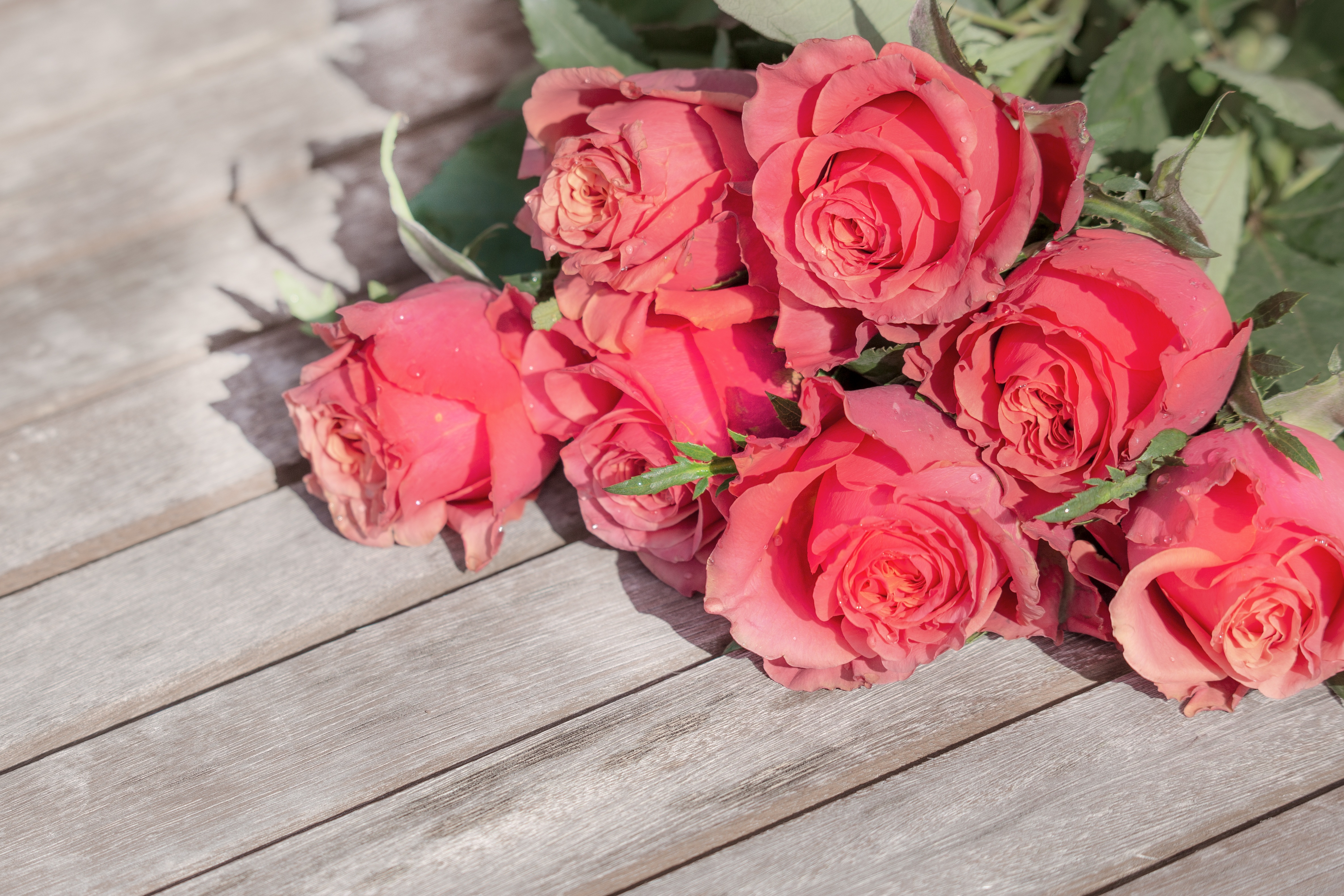 Обои цветы, бутоны, розы, лепестки, букет, flowers, buds, roses, petals, bouquet разрешение 4739x3159 Загрузить