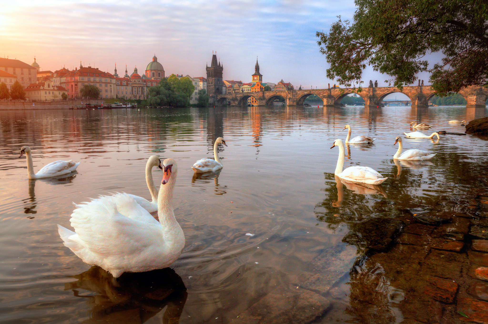Лебеди в Праге на Влтаве