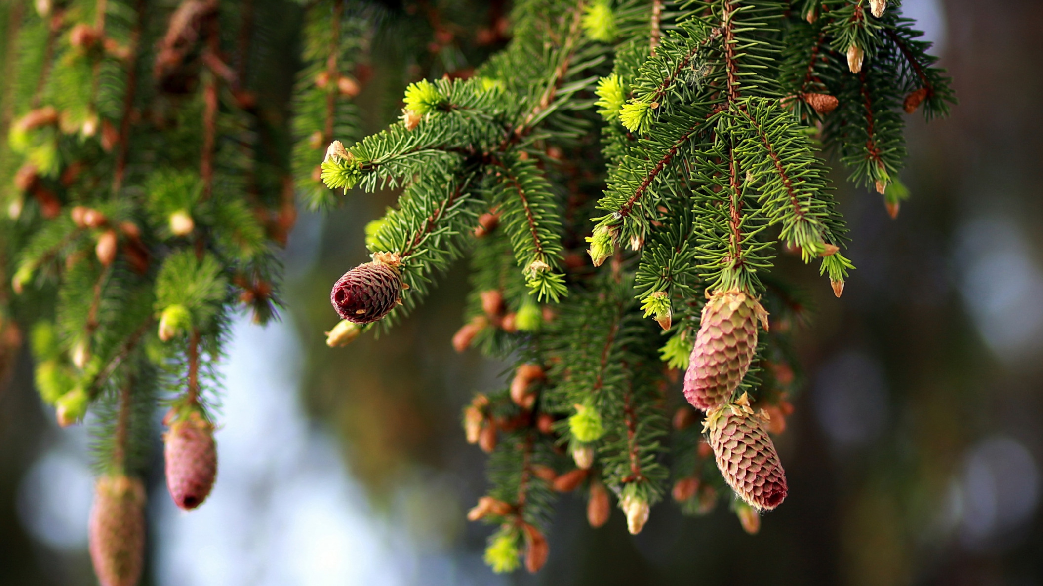 Обои природа, ветки, ель, шишки, nature, branches, spruce, bumps разрешение 2112x1188 Загрузить