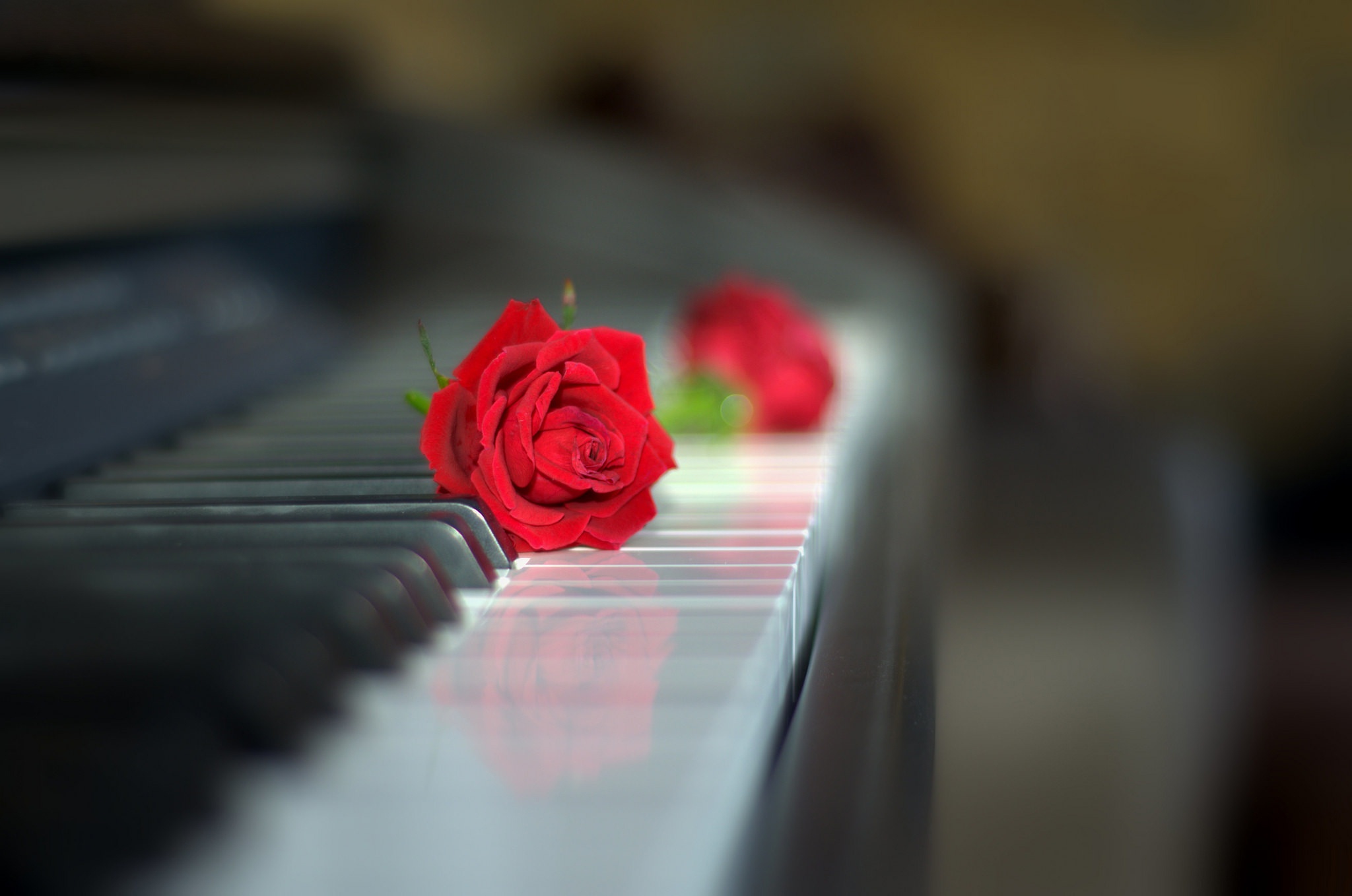 Обои роза, клавиатура, бутон, пианино, красная роза, боке, rose, keyboard, bud, piano, red rose, bokeh разрешение 2048x1358 Загрузить