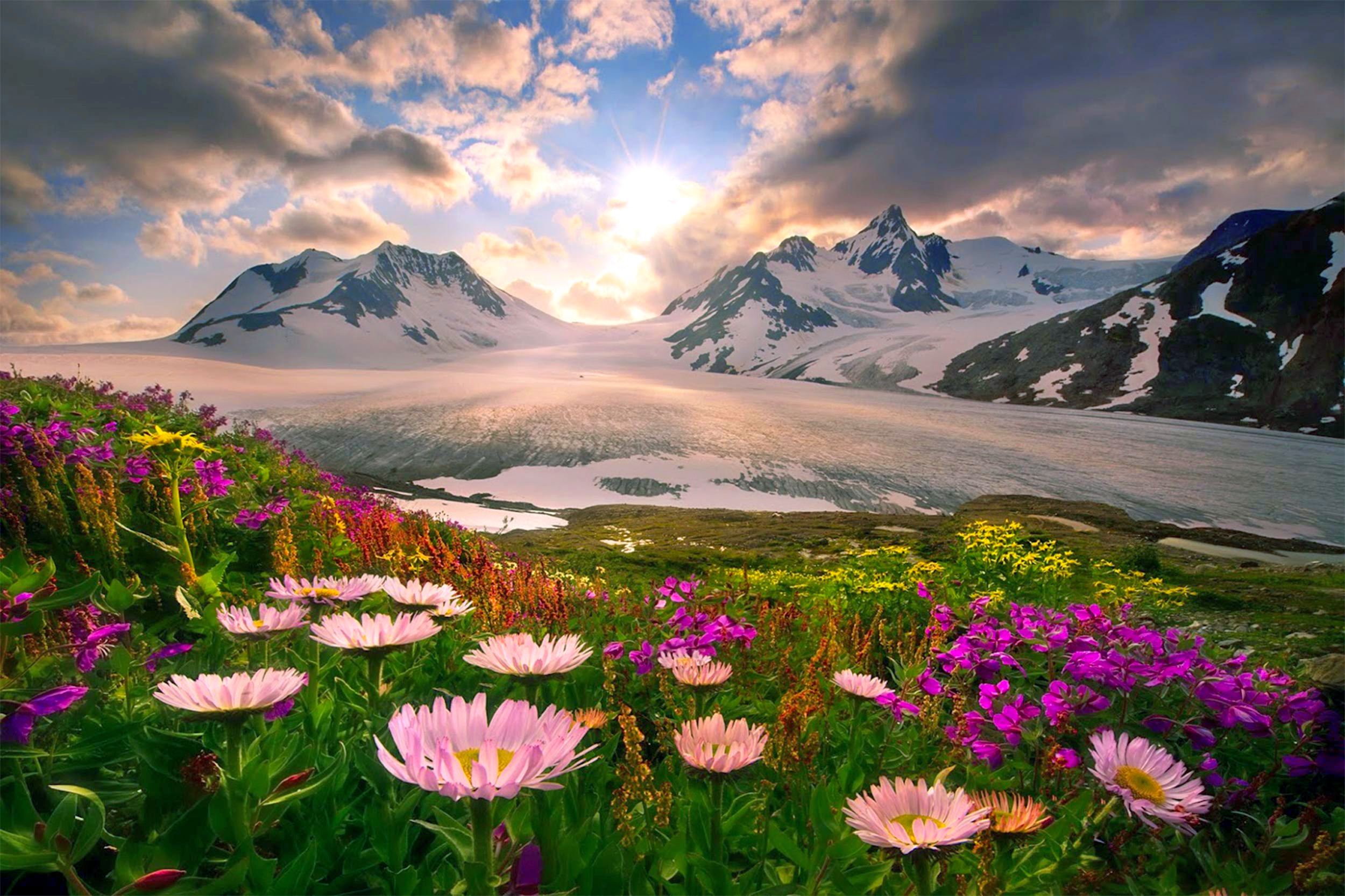 Прекрасно. Цветы в горах. Красота природы. Красивый пейзаж. Красивые пейзажи природы.