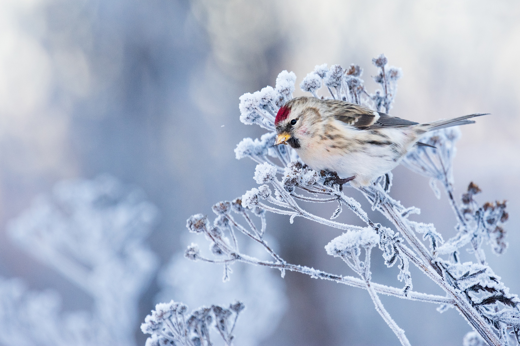 Обои трава, фон, мороз, иней, птица, чечётка, grass, background, frost, bird, tap dance разрешение 2048x1365 Загрузить