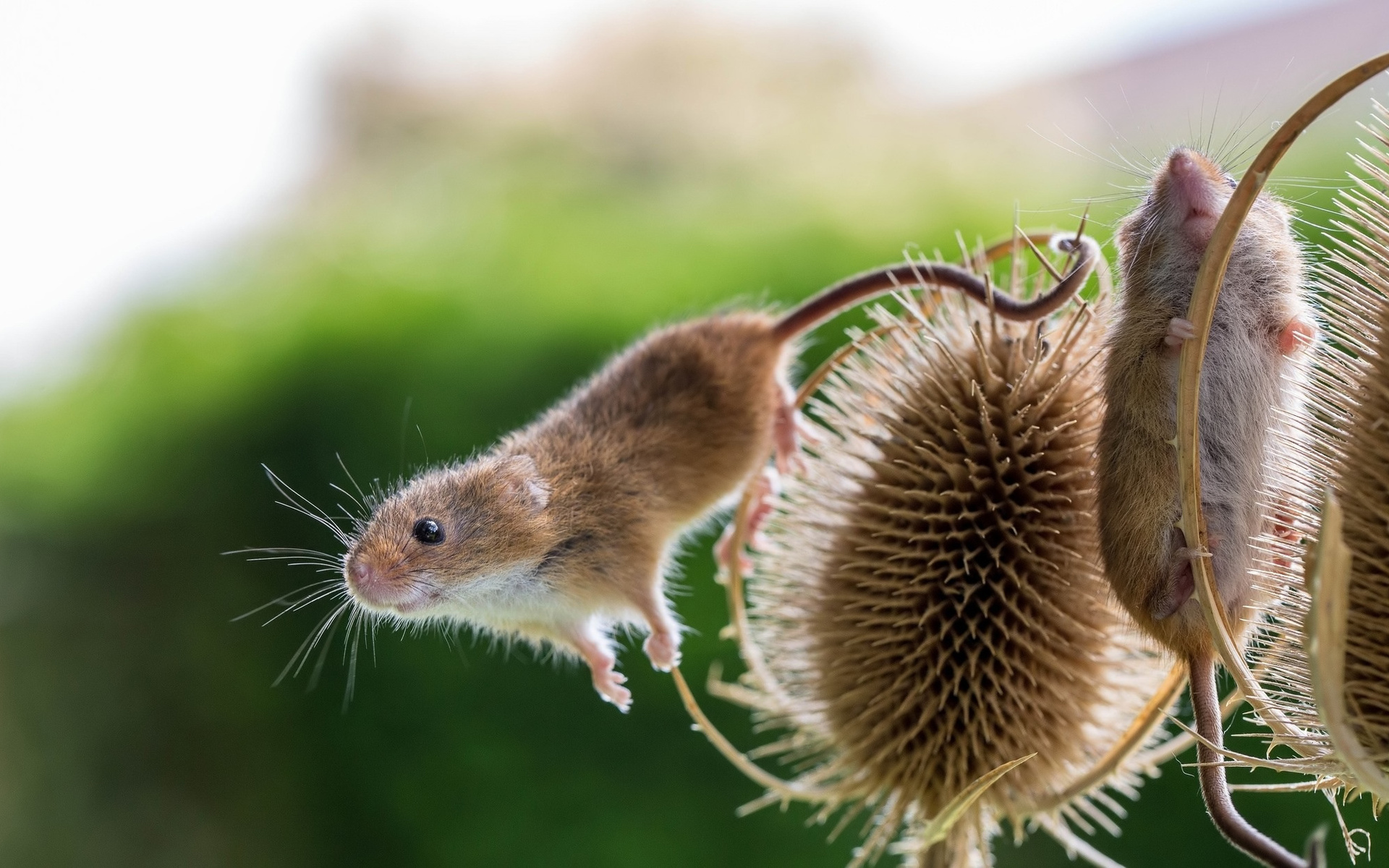 Обои мышь, растение, мышка, размытый фон, чертополох, мышки, полевые мыши, mouse, plant, blurred background, thistle разрешение 1920x1200 Загрузить