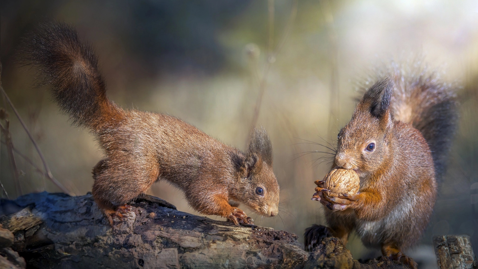 Обои природа, дерево, животные, деревяшки, орех, белки, грызуны, nature, tree, animals, wood, walnut, proteins, rodents разрешение 1920x1080 Загрузить