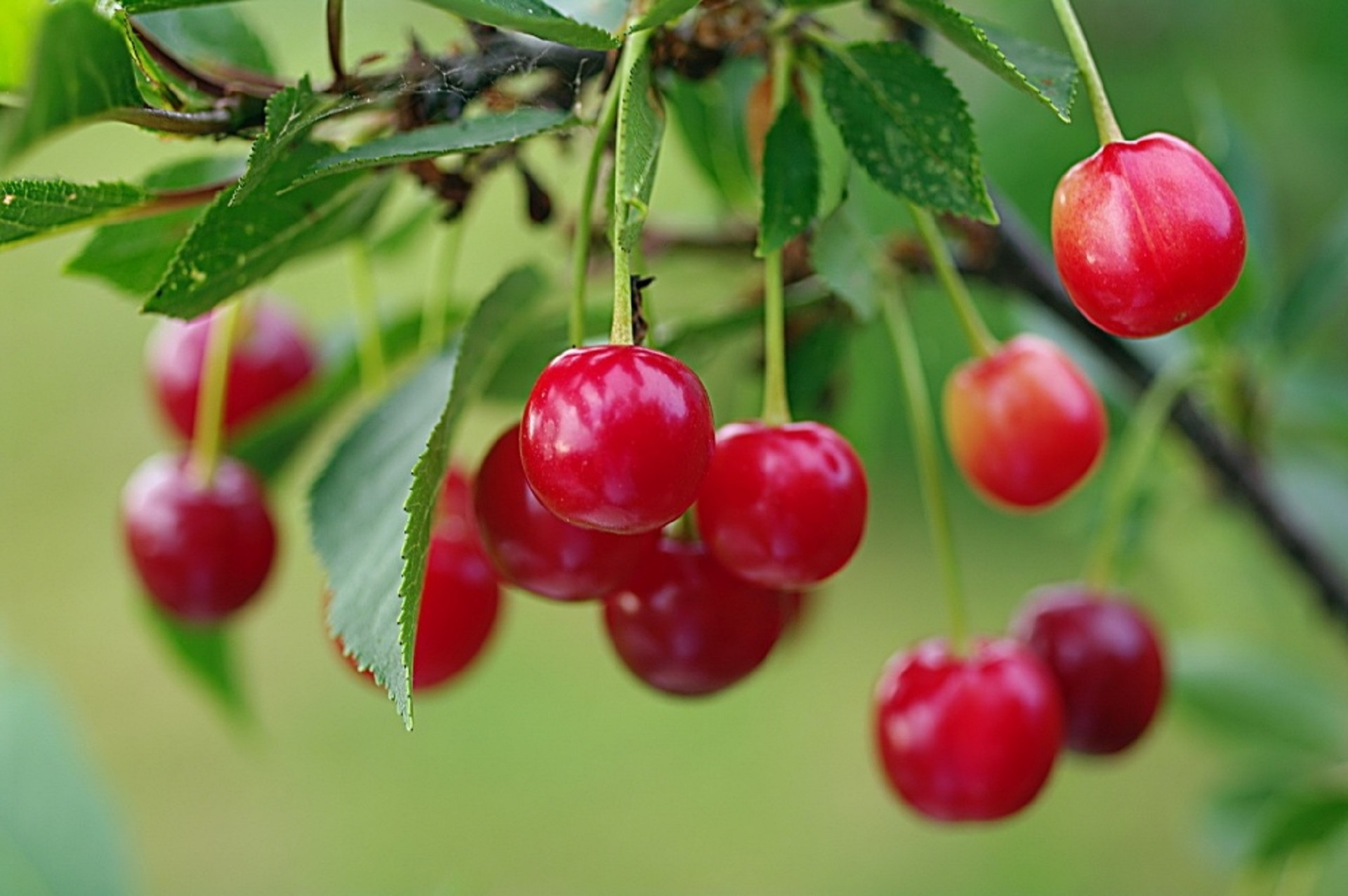 Обои лето, красная, сад, вишня, ягоды спелой вишни на кусту, алая вишня, summer, red, garden, cherry, berries ripe cherry on a bush, scarlet cherry разрешение 1920x1276 Загрузить