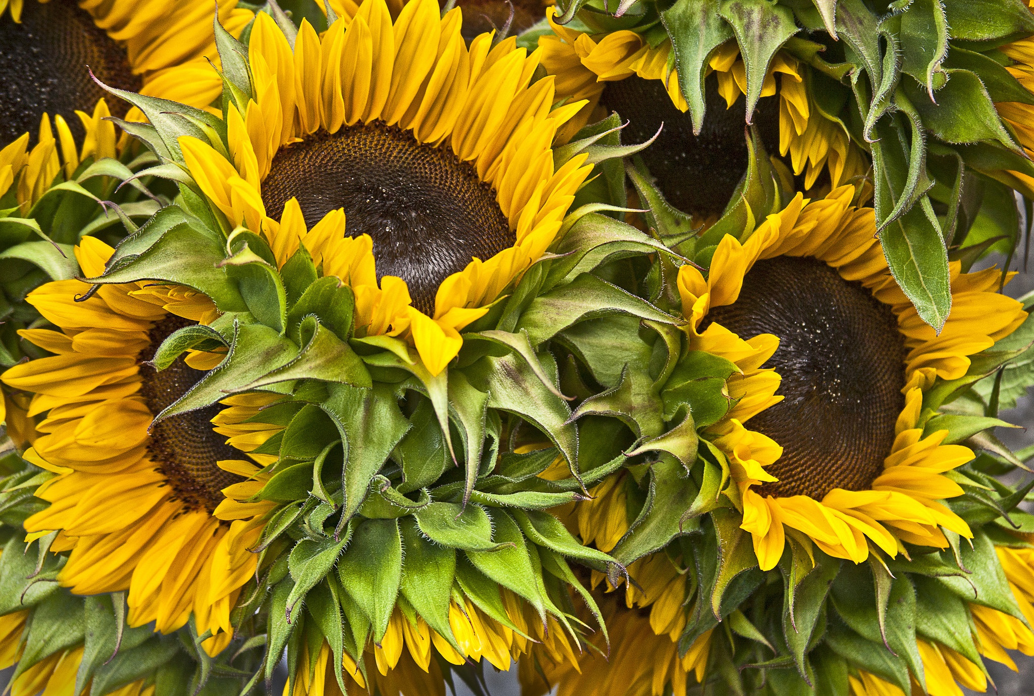 Обои цветы, букет, подсолнухи, flowers, bouquet, sunflowers разрешение 2048x1379 Загрузить