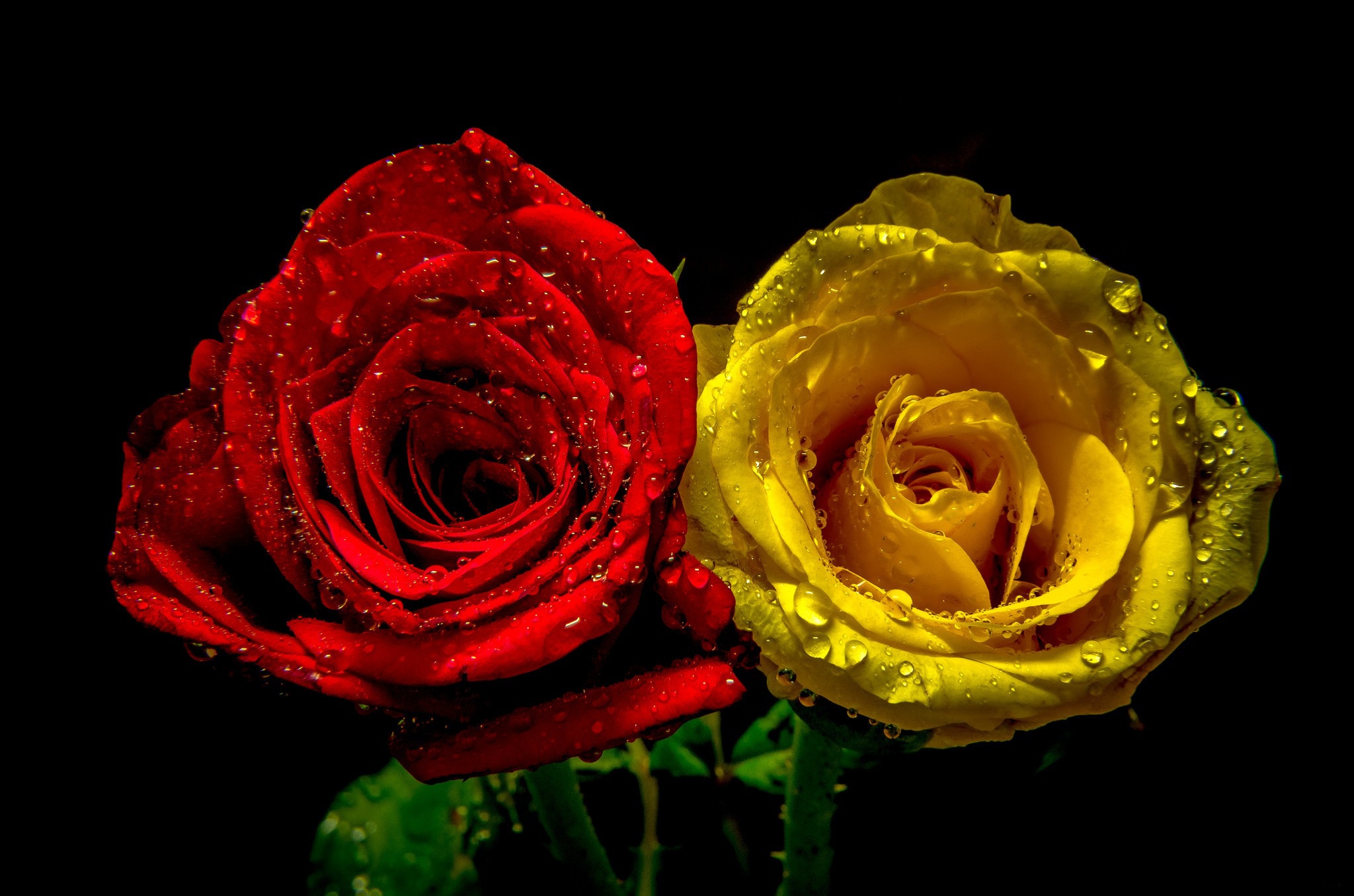 Обои капли, розы, пара, drops, roses, pair разрешение 2048x1356 Загрузить