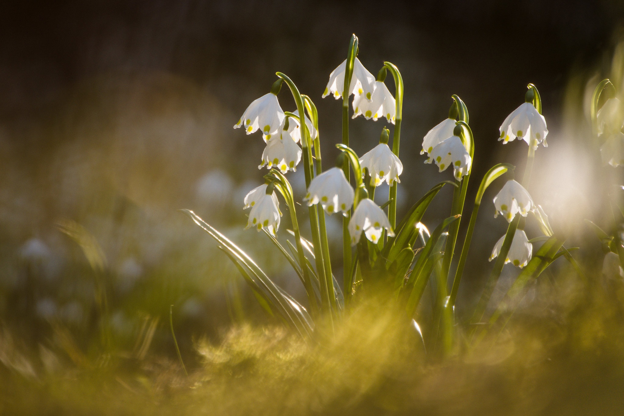 Обои макро, весна, боке, белоцветник, macro, spring, bokeh, snowflake разрешение 2048x1367 Загрузить