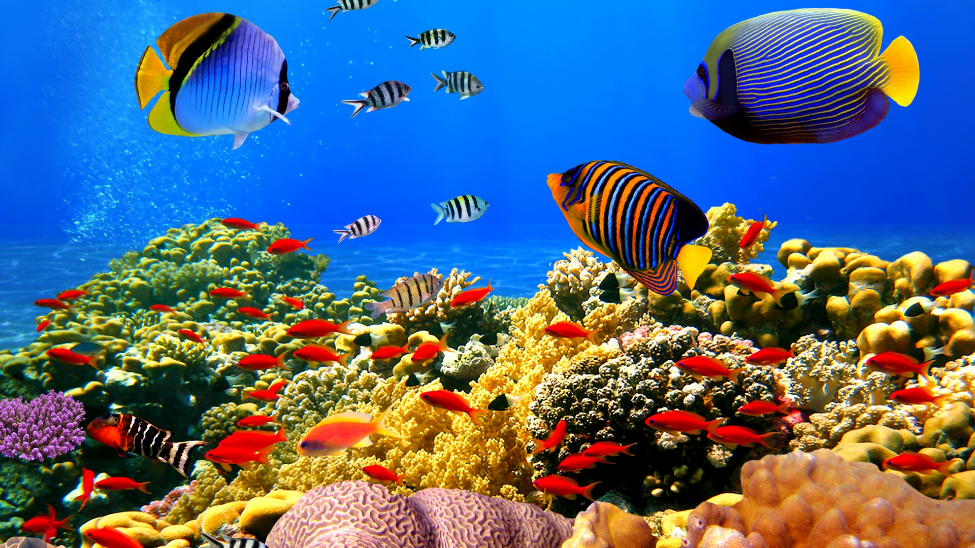 Обои рыбы, океан, кораллы, риф, подводный мир, тропические, fish, the ocean, corals, reef, underwater world, tropical разрешение 1920x1080 Загрузить