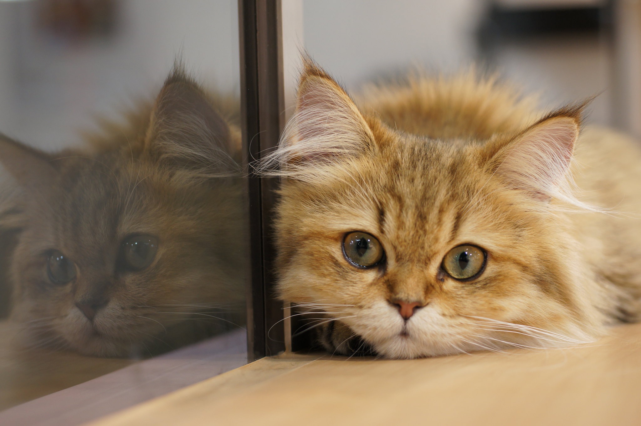 Обои отражение, кот, мордочка, кошка, взгляд, стекло, котейка, reflection, cat, muzzle, look, glass разрешение 2048x1361 Загрузить