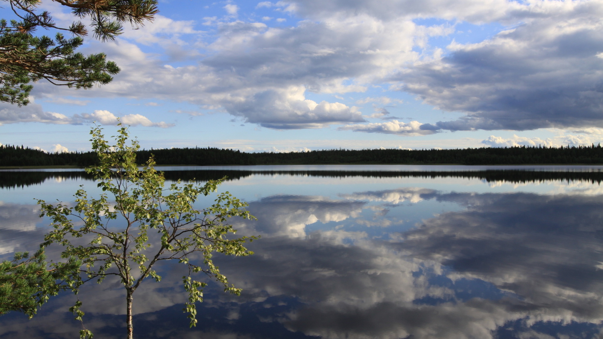 Обои река, берёзка, river, birch разрешение 1920x1080 Загрузить