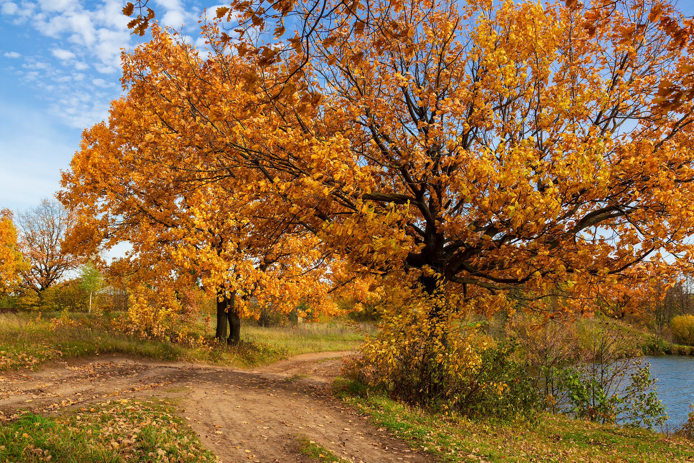 Обои деревья, природа, пейзаж, осень, trees, nature, landscape, autumn разрешение 2304x1536 Загрузить