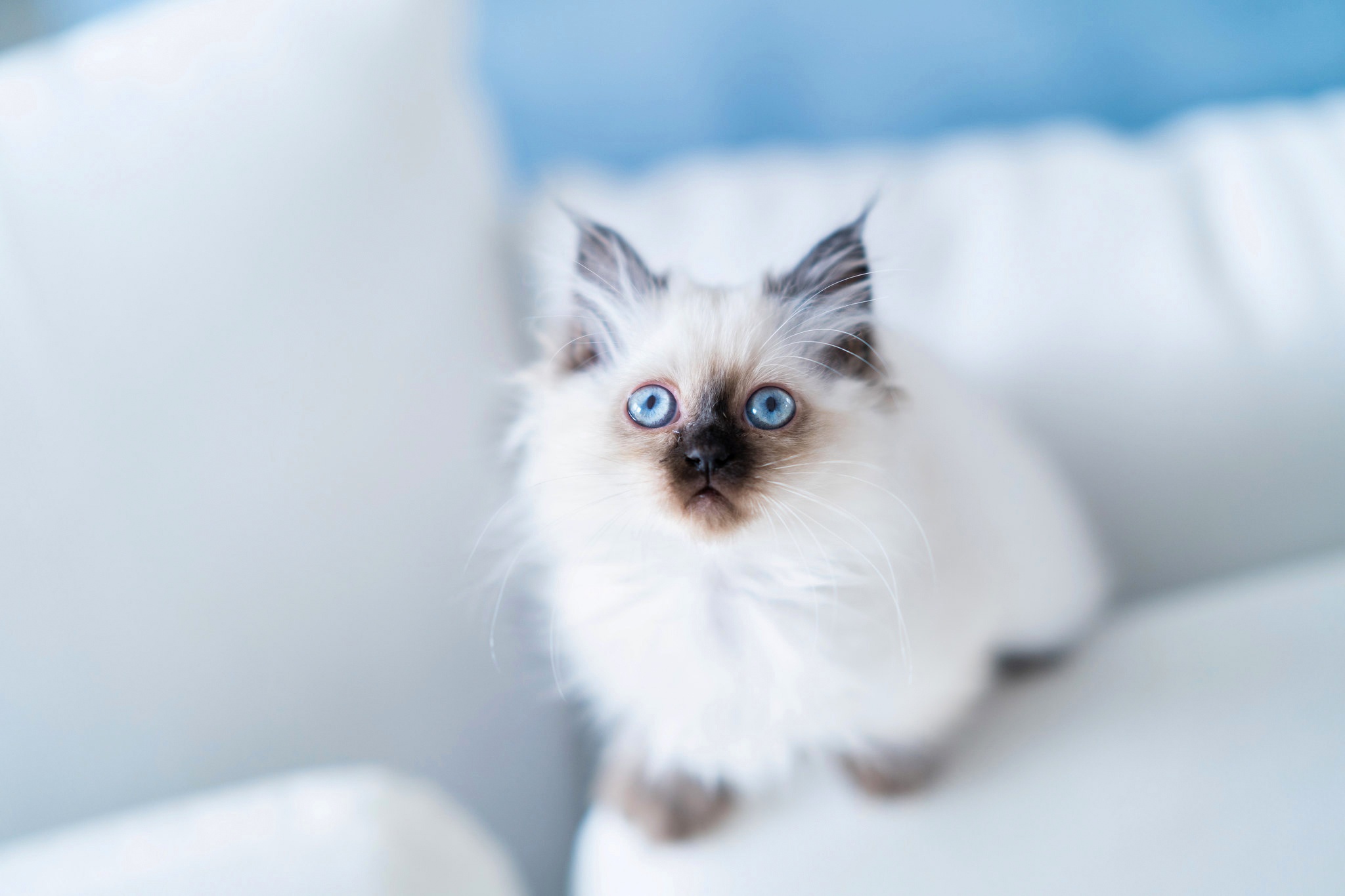 Обои взгляд, голубые глаза, бирманская кошка, look, blue eyes, burmese разрешение 2048x1365 Загрузить