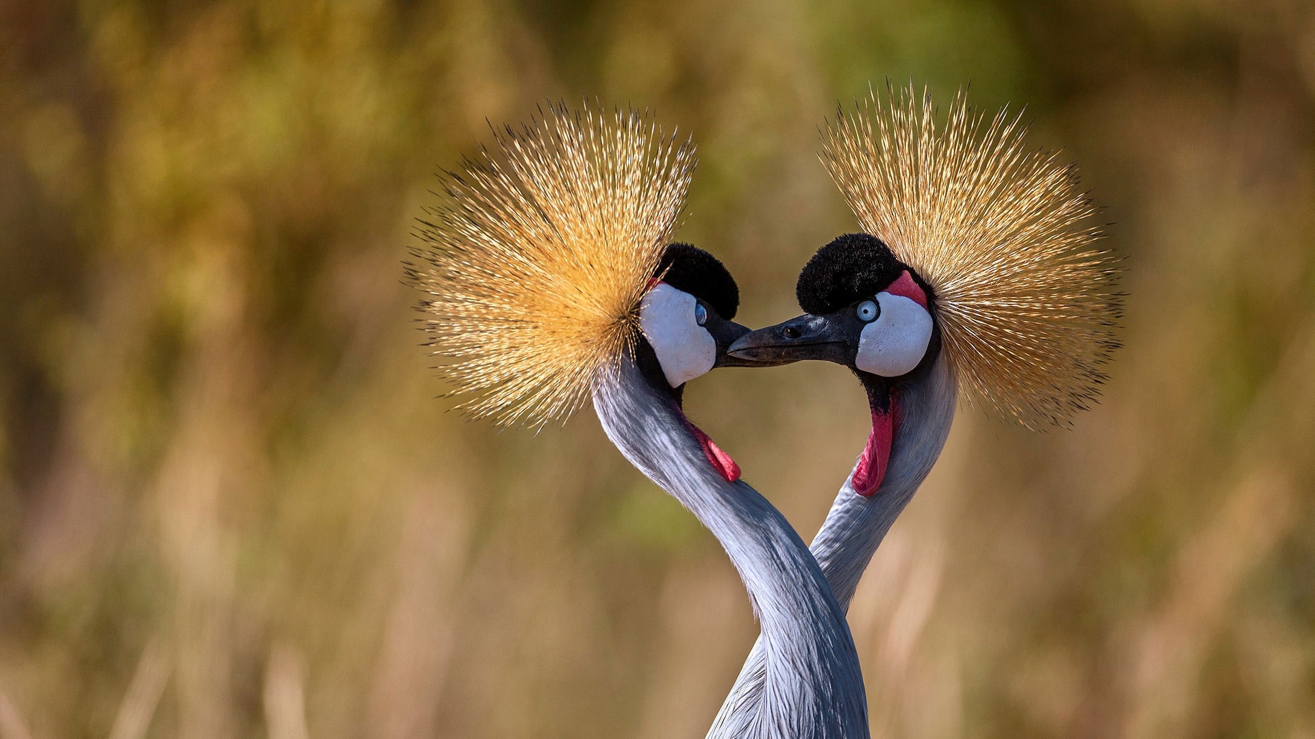 Обои птицы, клюв, шея, журавль, венценосный журавль, birds, beak, neck, crane, crowned crane разрешение 1920x1080 Загрузить