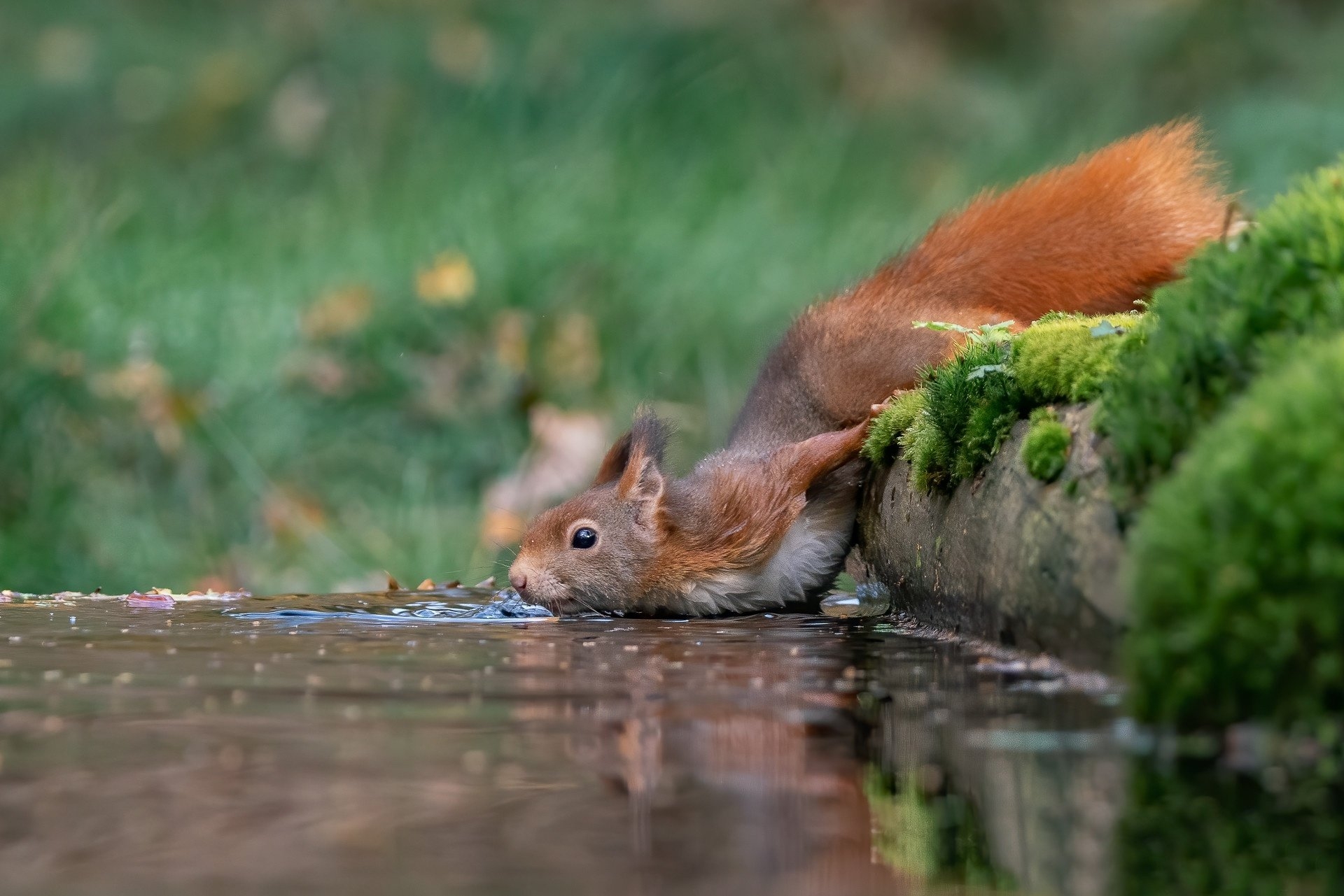 Обои вода, животные, рыжая, размытость, мох, белка, жажда, water, animals, red, blur, moss, protein, thirst разрешение 1920x1281 Загрузить