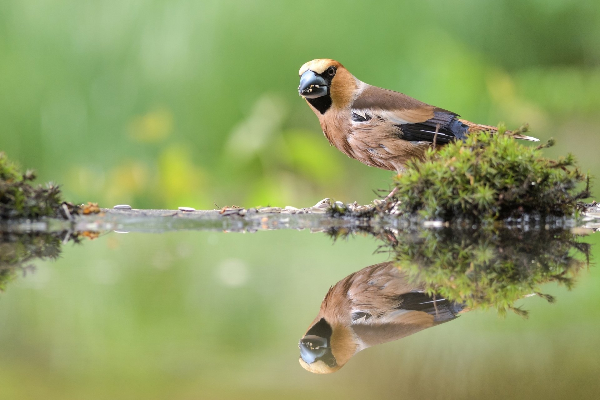 Обои вода, отражение, птица, клюв, мох, перья, дубонос, water, reflection, bird, beak, moss, feathers, grosbeak разрешение 1920x1280 Загрузить