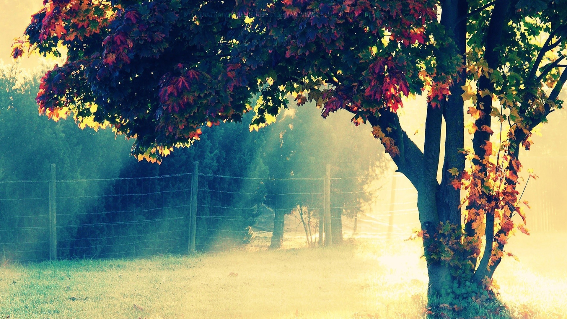Обои дерево, листья, поле, осень, забор, живопись, tree, leaves, field, autumn, the fence, painting разрешение 1920x1080 Загрузить