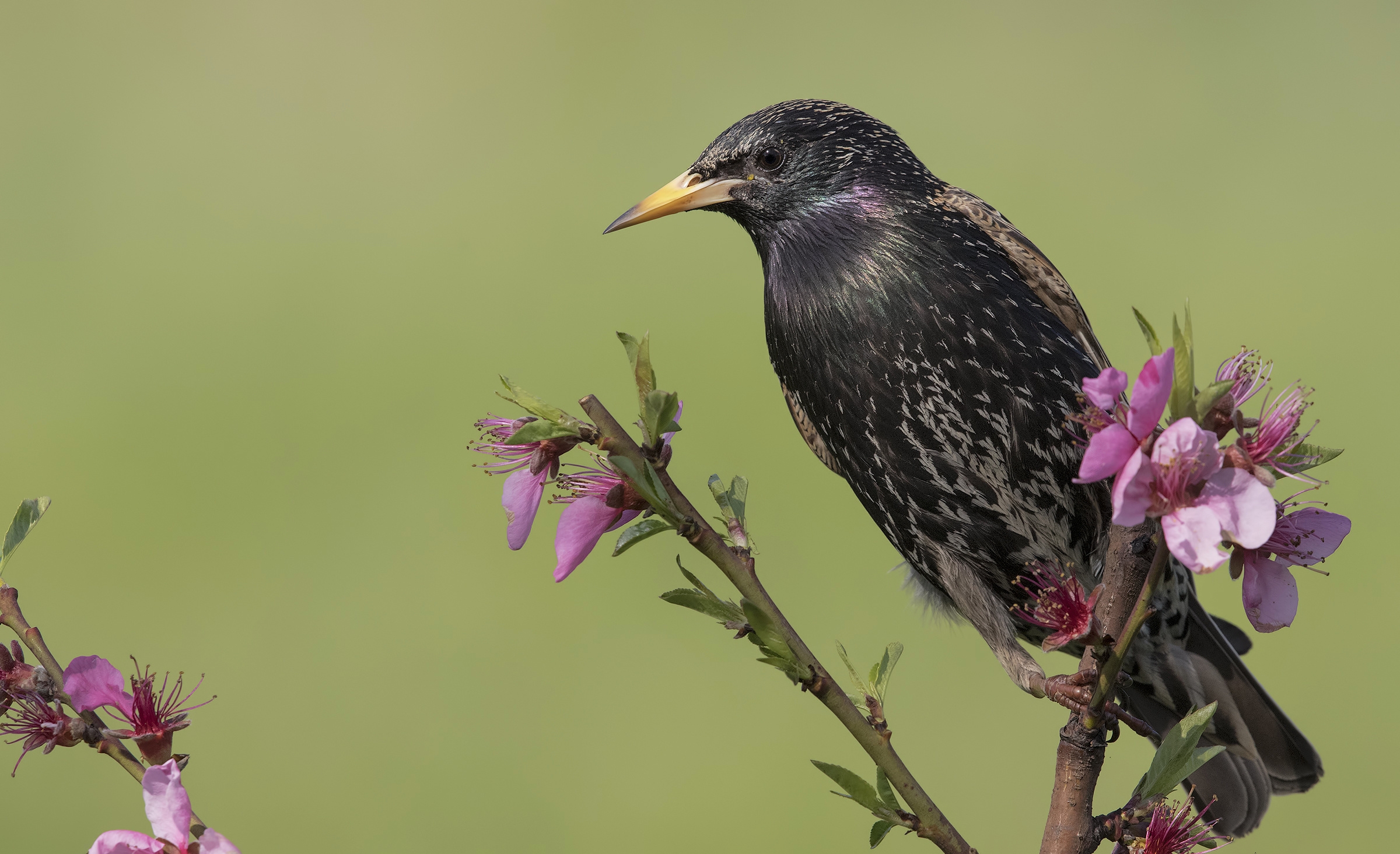 Обои цветы, ветка, птица, клюв, скворец, flowers, branch, bird, beak, starling разрешение 2400x1465 Загрузить