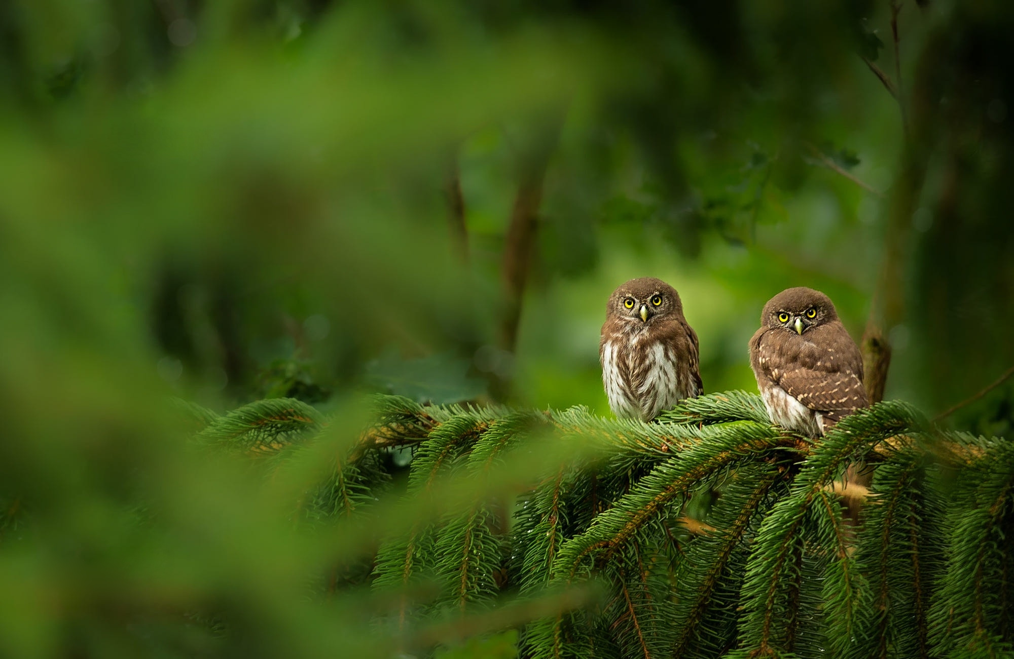 Обои сыч, сова, дерево, хвоя, ветки, взгляд, птицы, боке, совы, owl, tree, needles, branches, look, birds, bokeh, owls разрешение 2000x1301 Загрузить