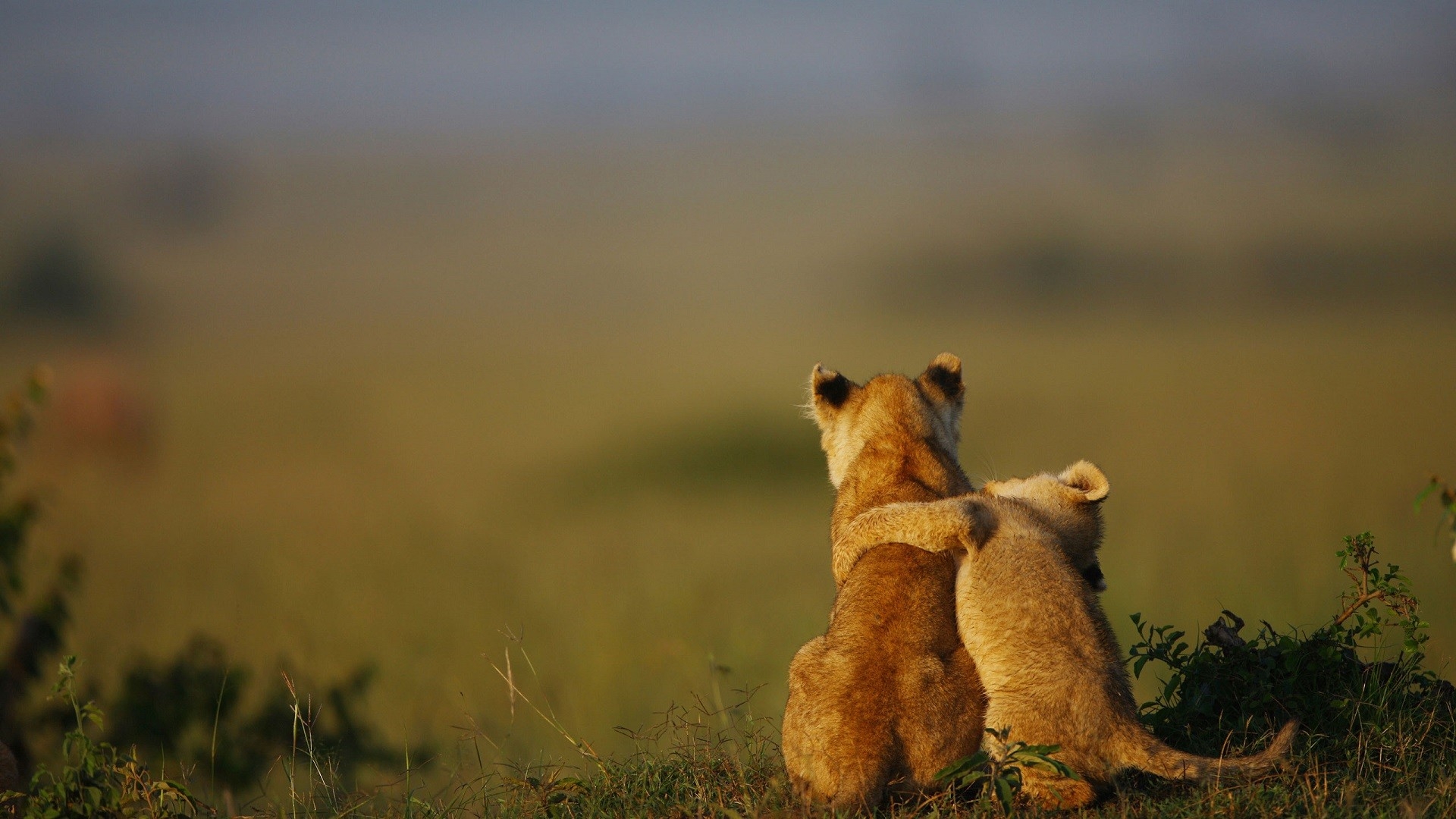 Обои трава, природа, животные, лев, львята, детеныши, grass, nature, animals, leo, the cubs, cubs разрешение 1920x1080 Загрузить