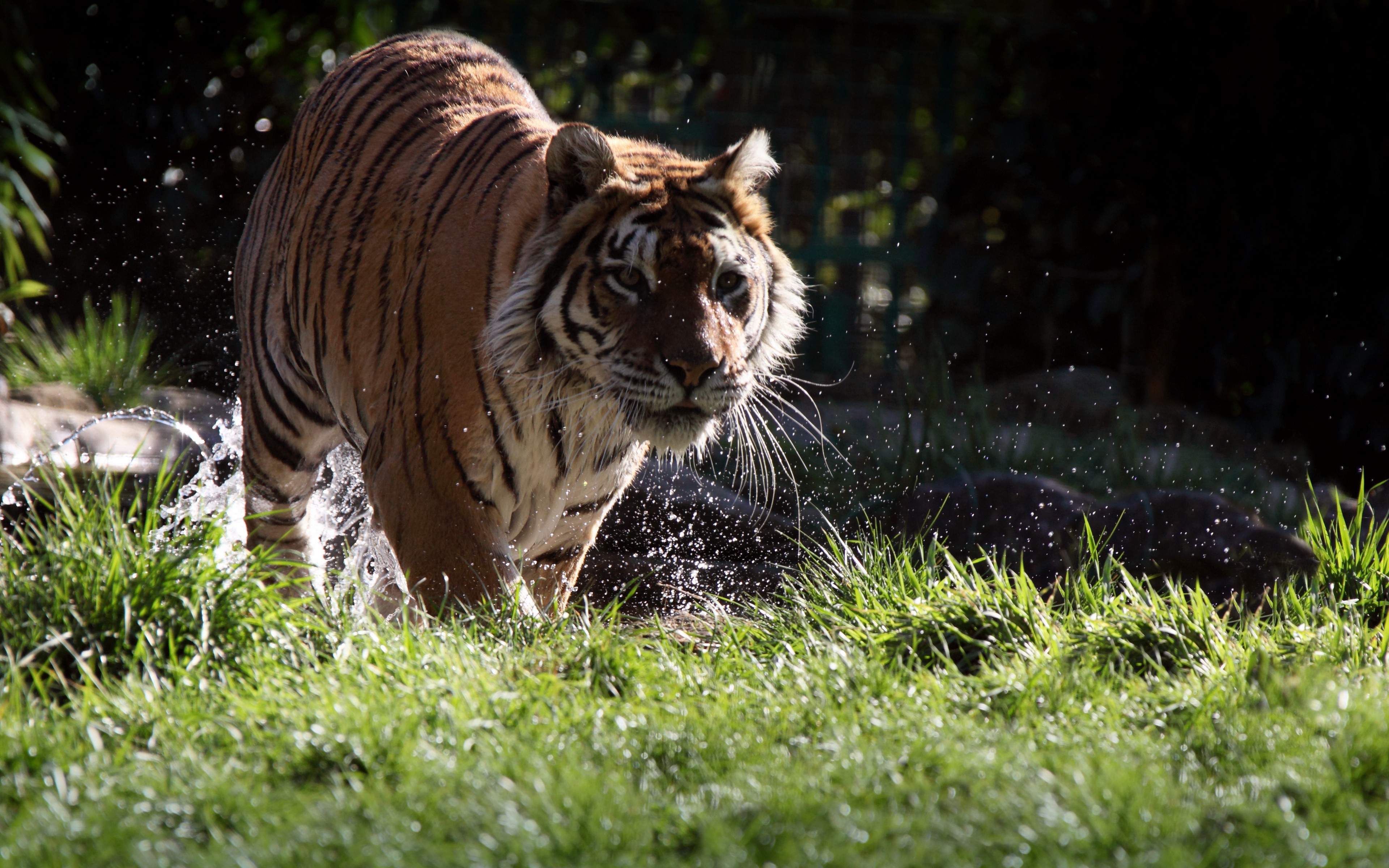 Обои тигр, морда, трава, вода, усы, взгляд, хищник, животное, tiger, face, grass, water, mustache, look, predator, animal разрешение 3840x2400 Загрузить