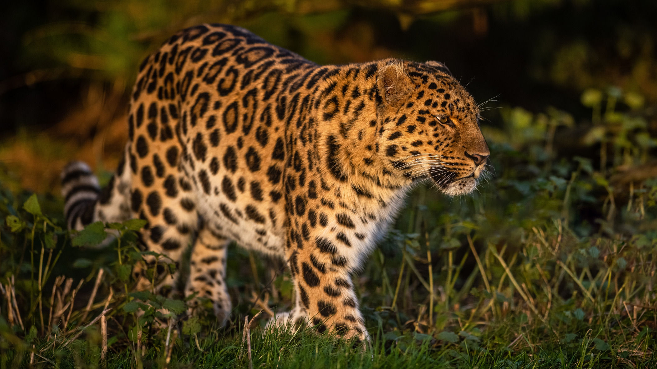 Обои трава, леопард, дикая кошка, grass, leopard, wild cat разрешение 2112x1188 Загрузить