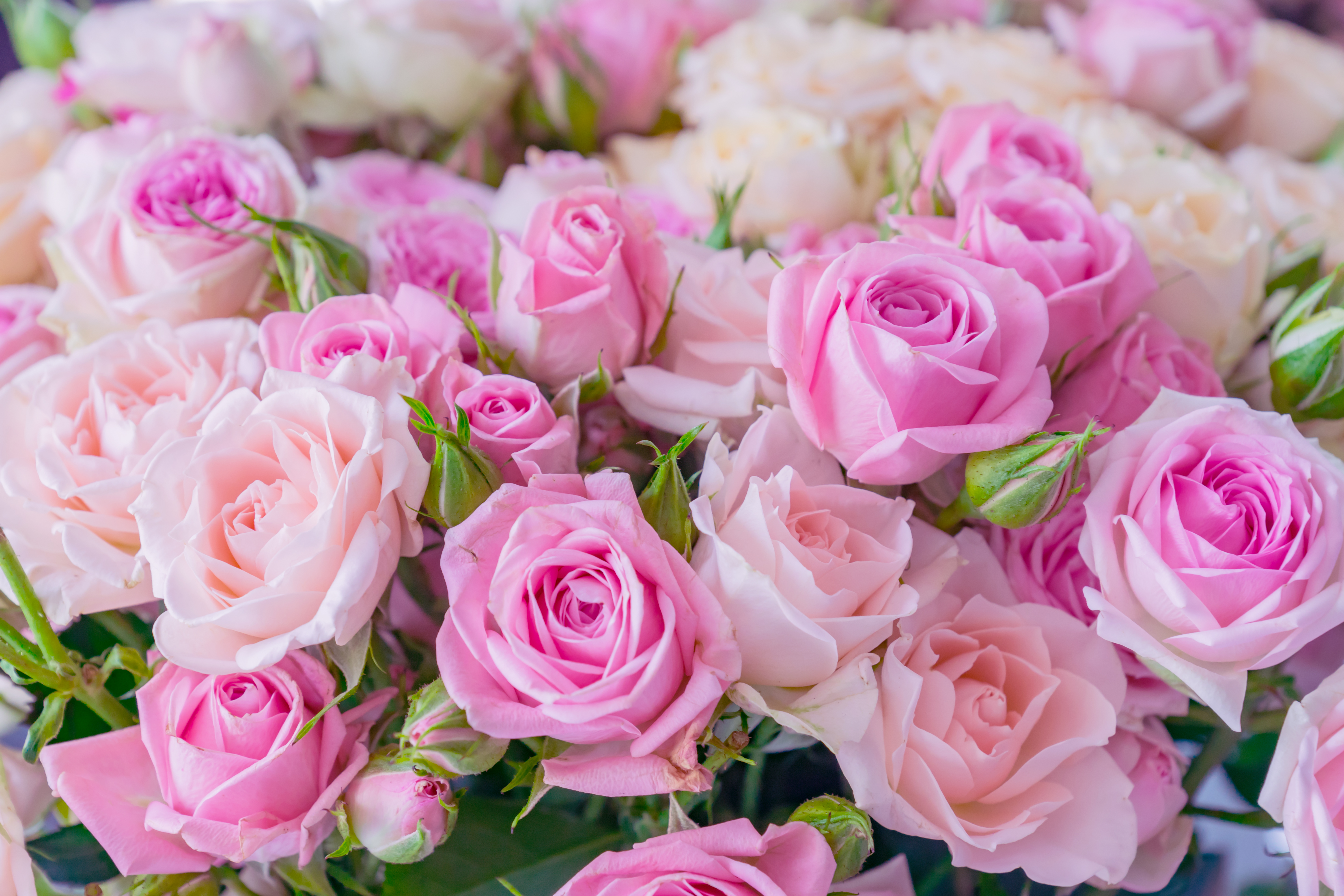 Розые розы. Розовые розы. Шикарные розовые розы. Бело розовые розы. Бледно розовые розы.